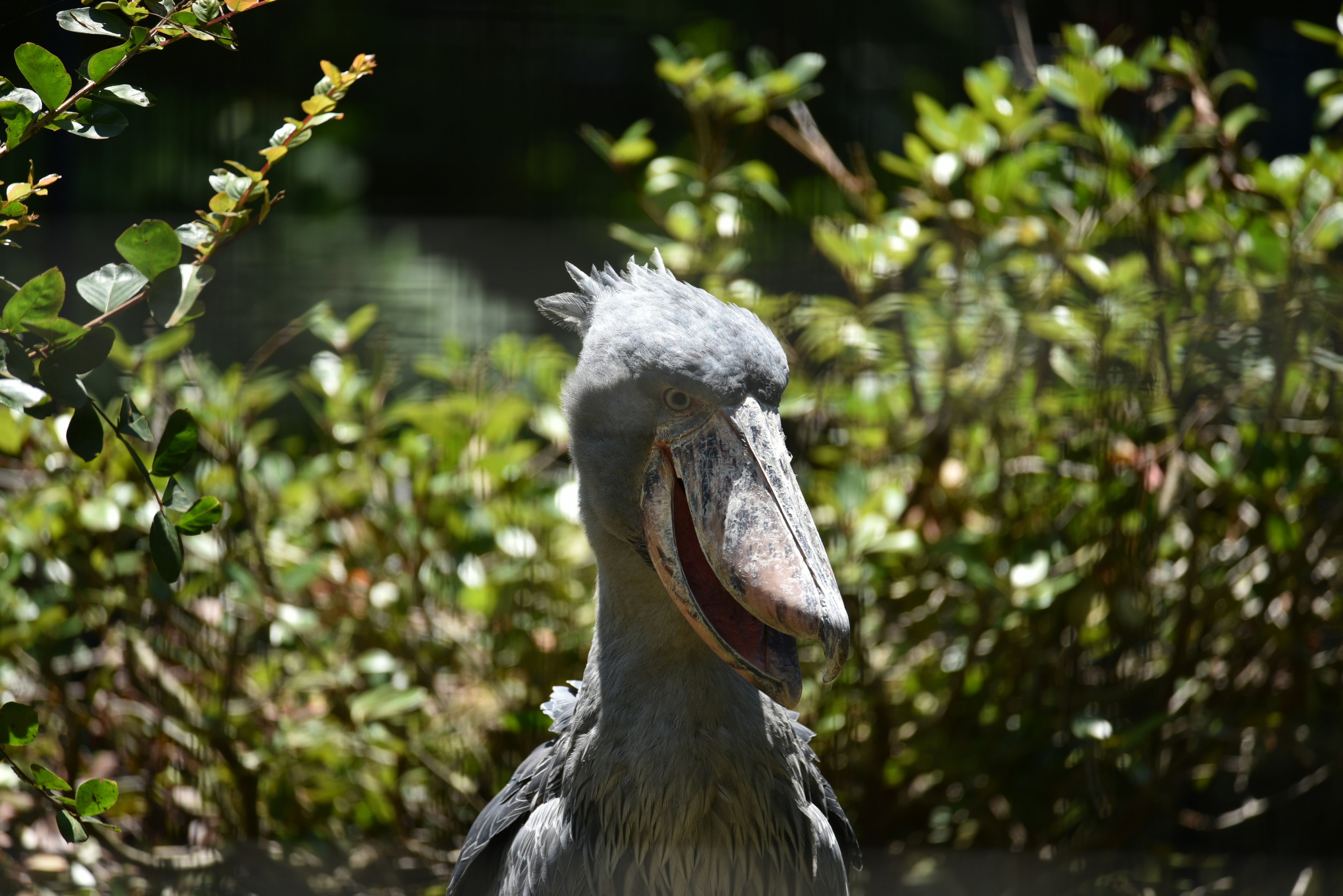 A gray bird appearing to smile surrounded by green leaves