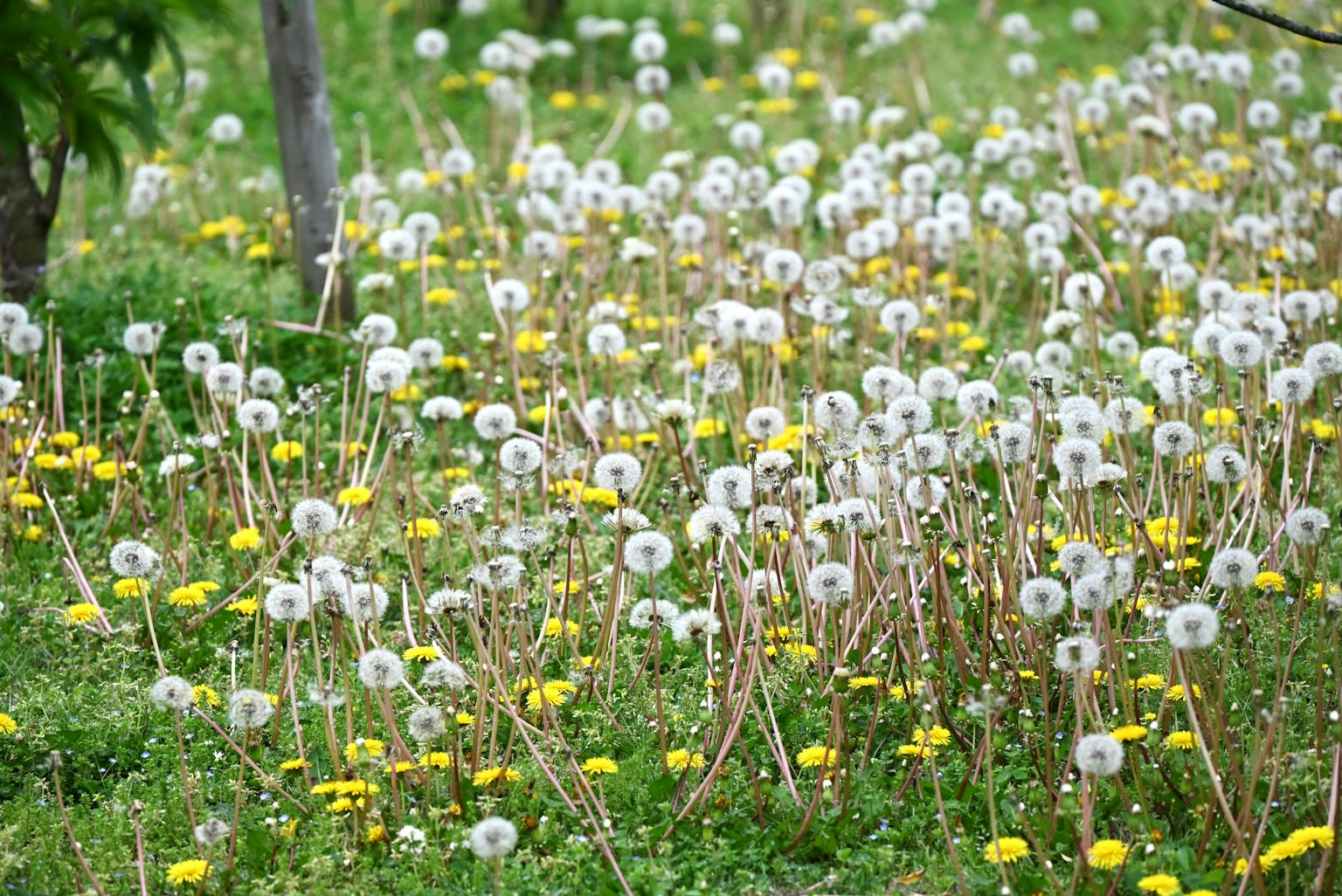Un pré vert rempli de pissenlits blancs et de fleurs jaunes