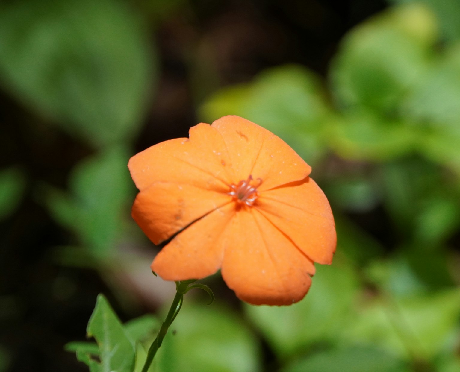 Une fleur orange fleurissant sur un fond vert