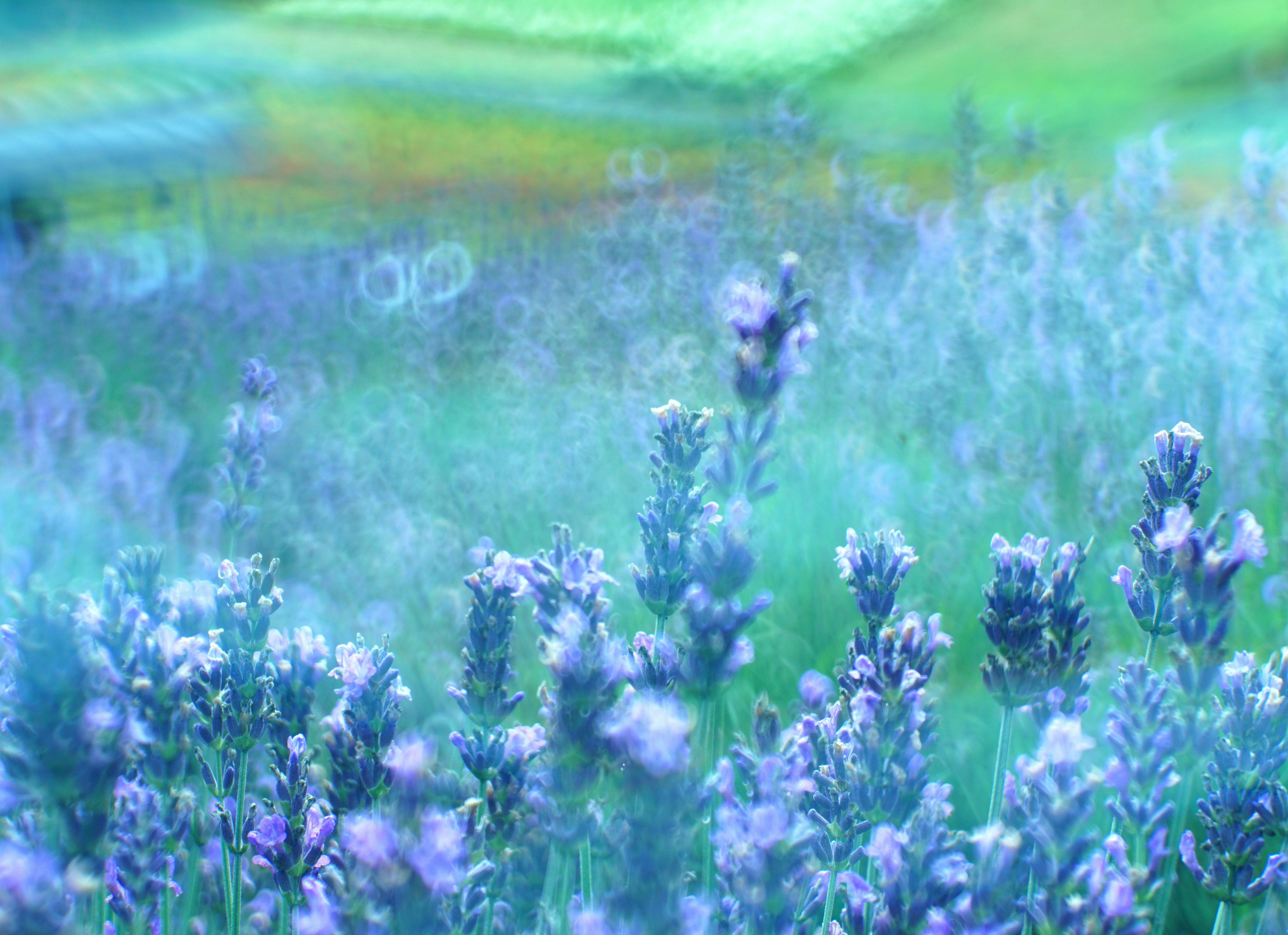 ラベンダーの花が広がる草原の風景