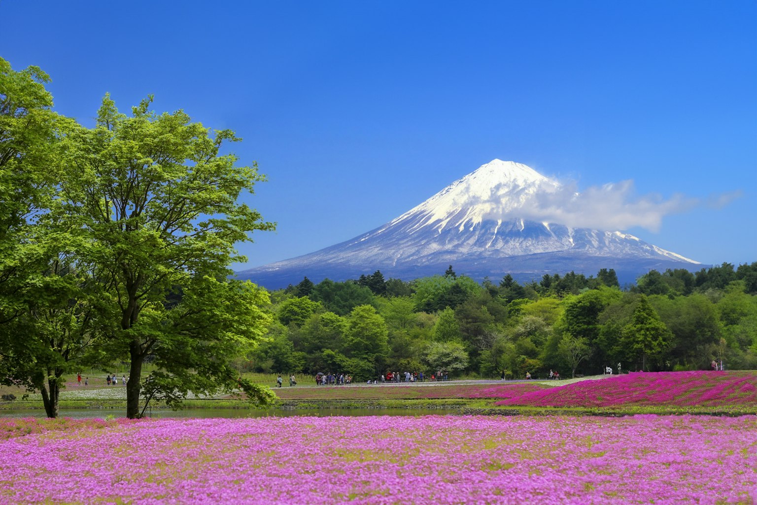 Pemandangan Gunung Fuji dengan ladang bunga pink