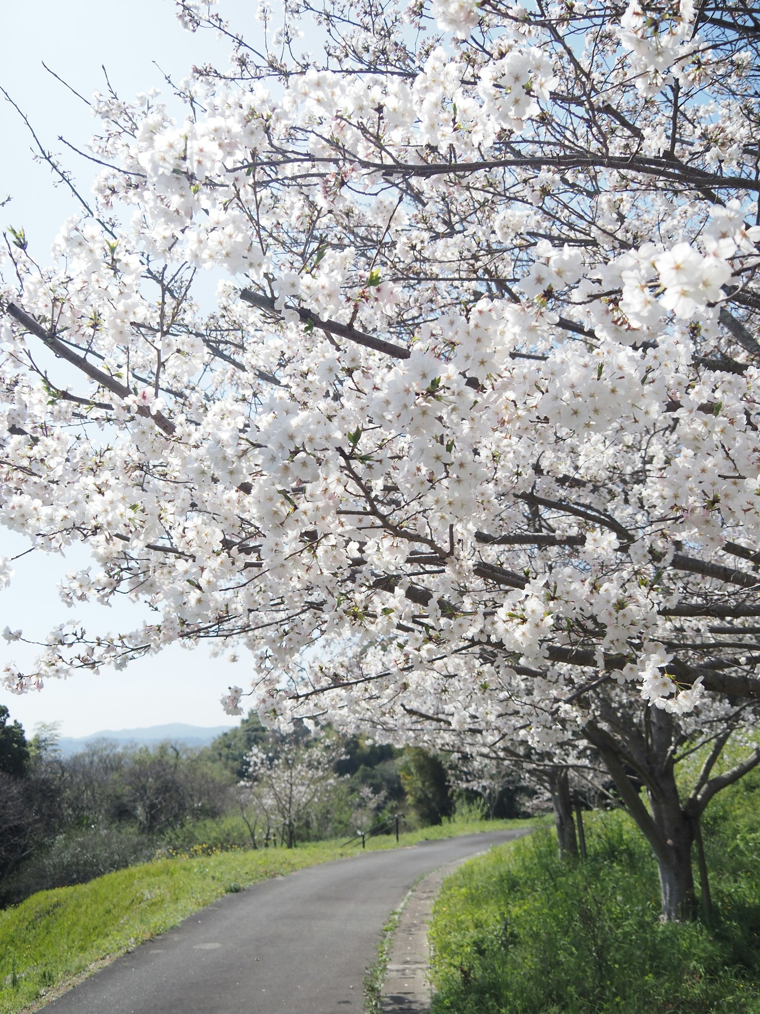 Camino bordeado de cerezos en flor
