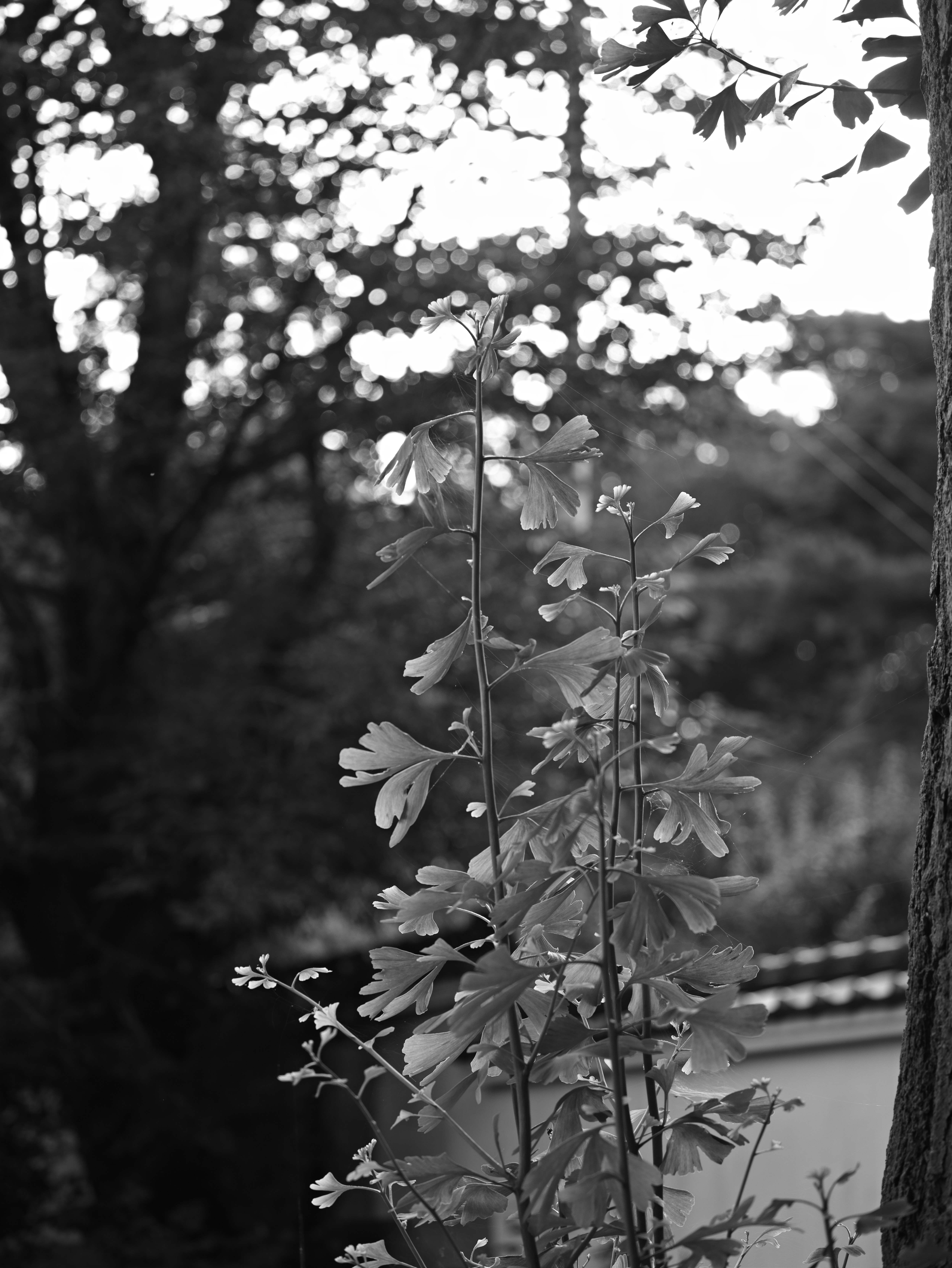 木陰で揺れる花と葉のある自然の風景