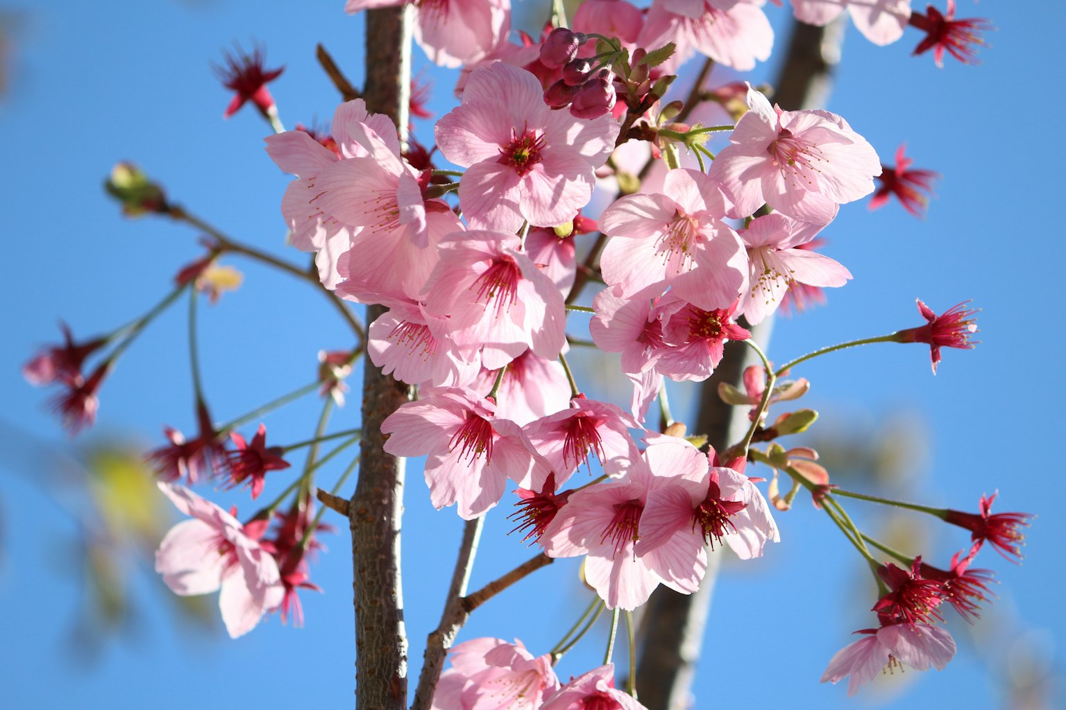 Close-up of cherry blossoms against a blue sky