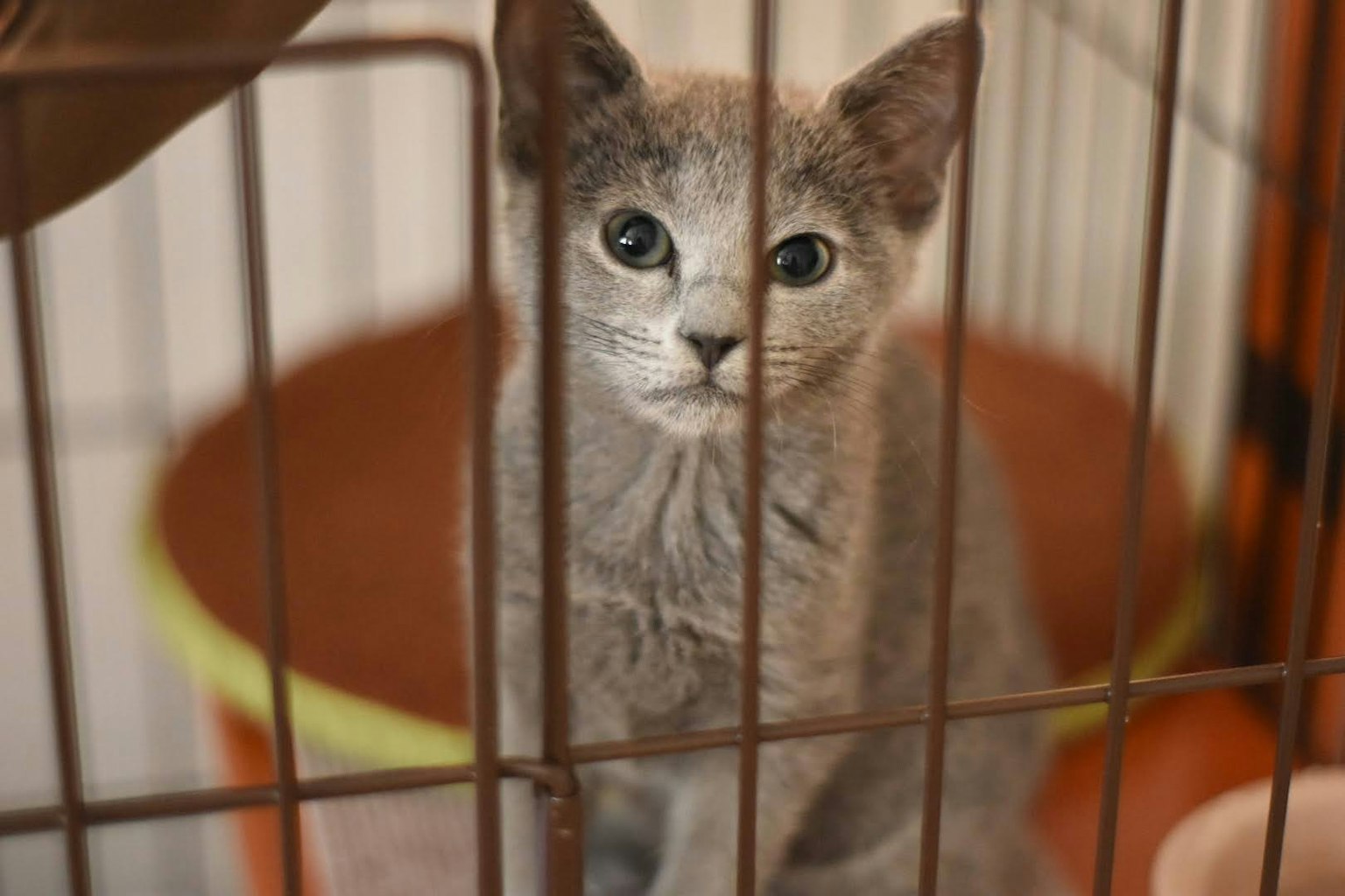 Graue Katze schaut durch die Käfigstäbe