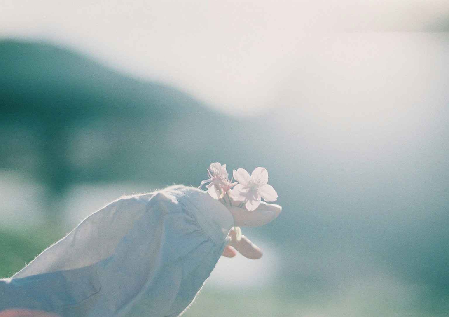 Primo piano di una mano che tiene fiori in una luce soffusa