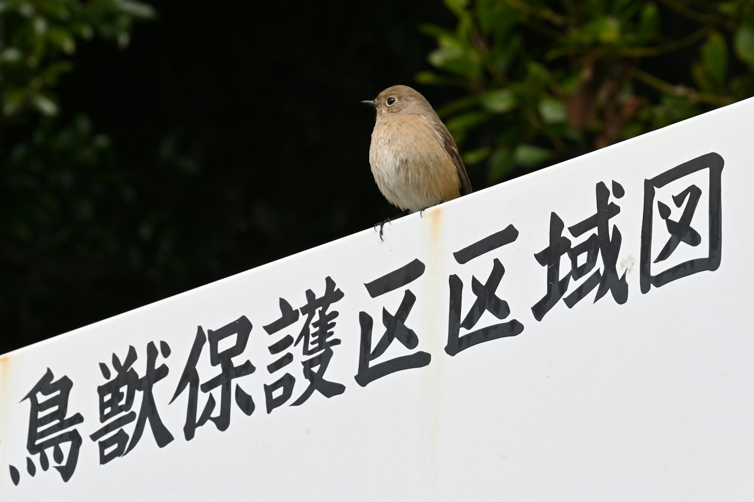 一只小鸟栖息在鸟类保护区的标志上