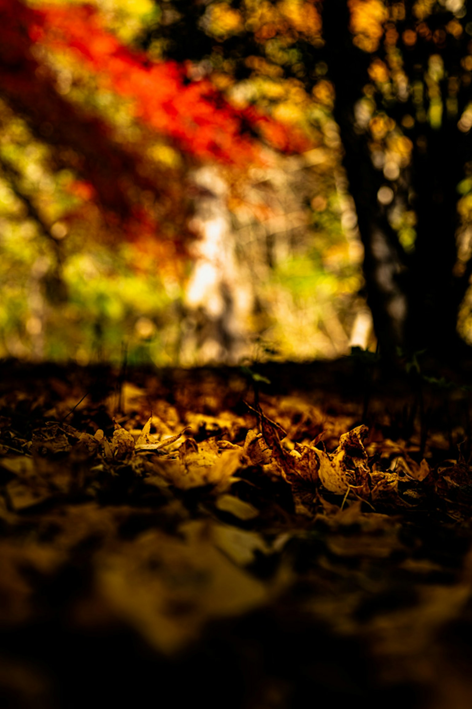 Autumn forest ground covered with colorful fallen leaves