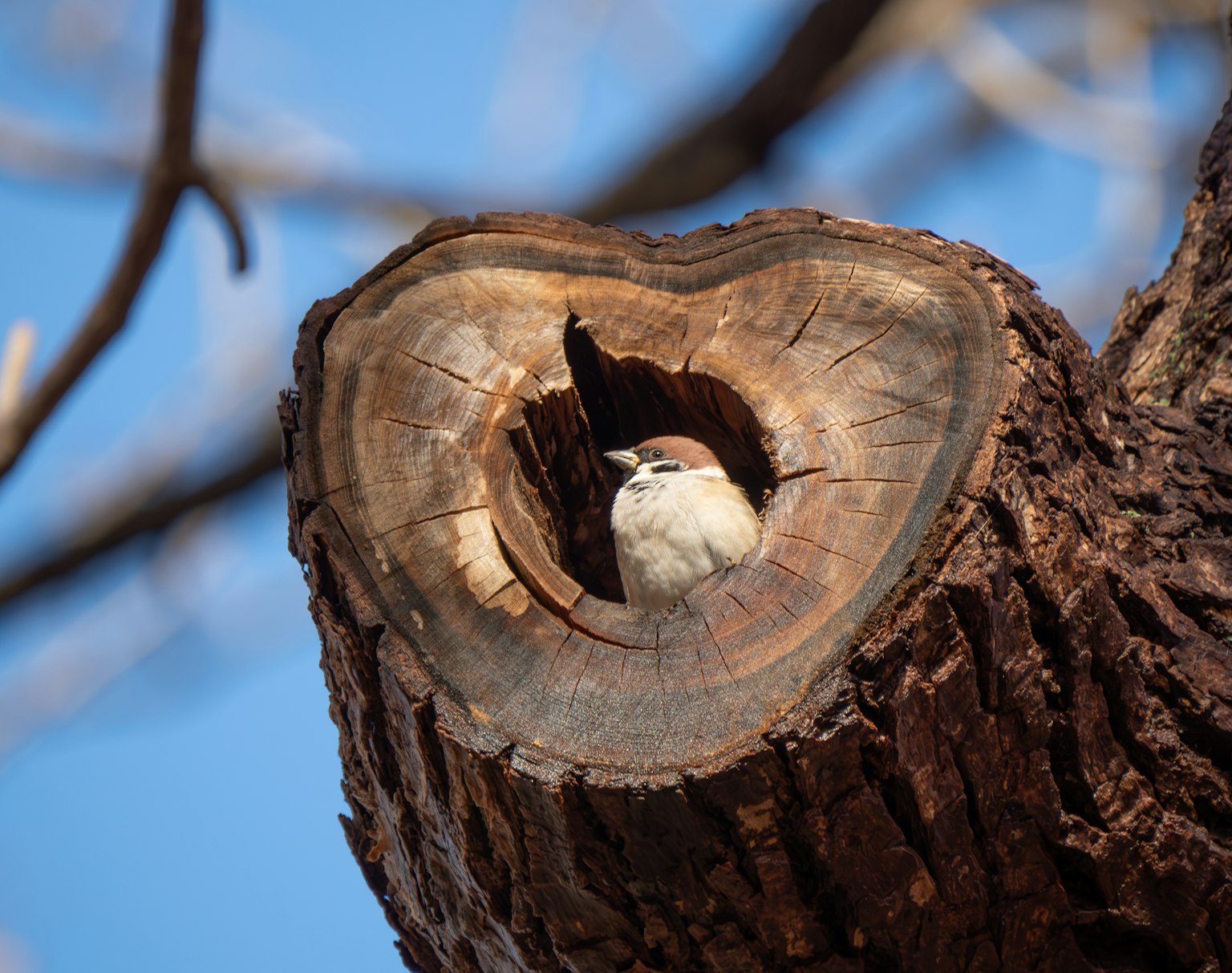 Un petit oiseau assis à l'intérieur d'un tronc d'arbre creux sur fond de ciel bleu