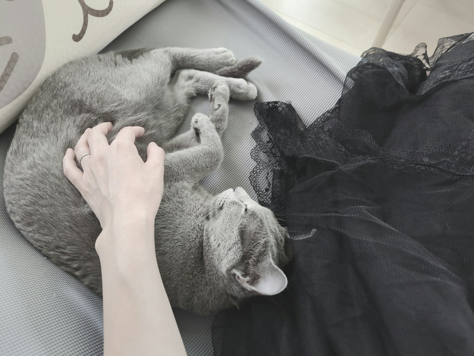 Kucing abu-abu melingkar di samping tangan di atas kain renda hitam