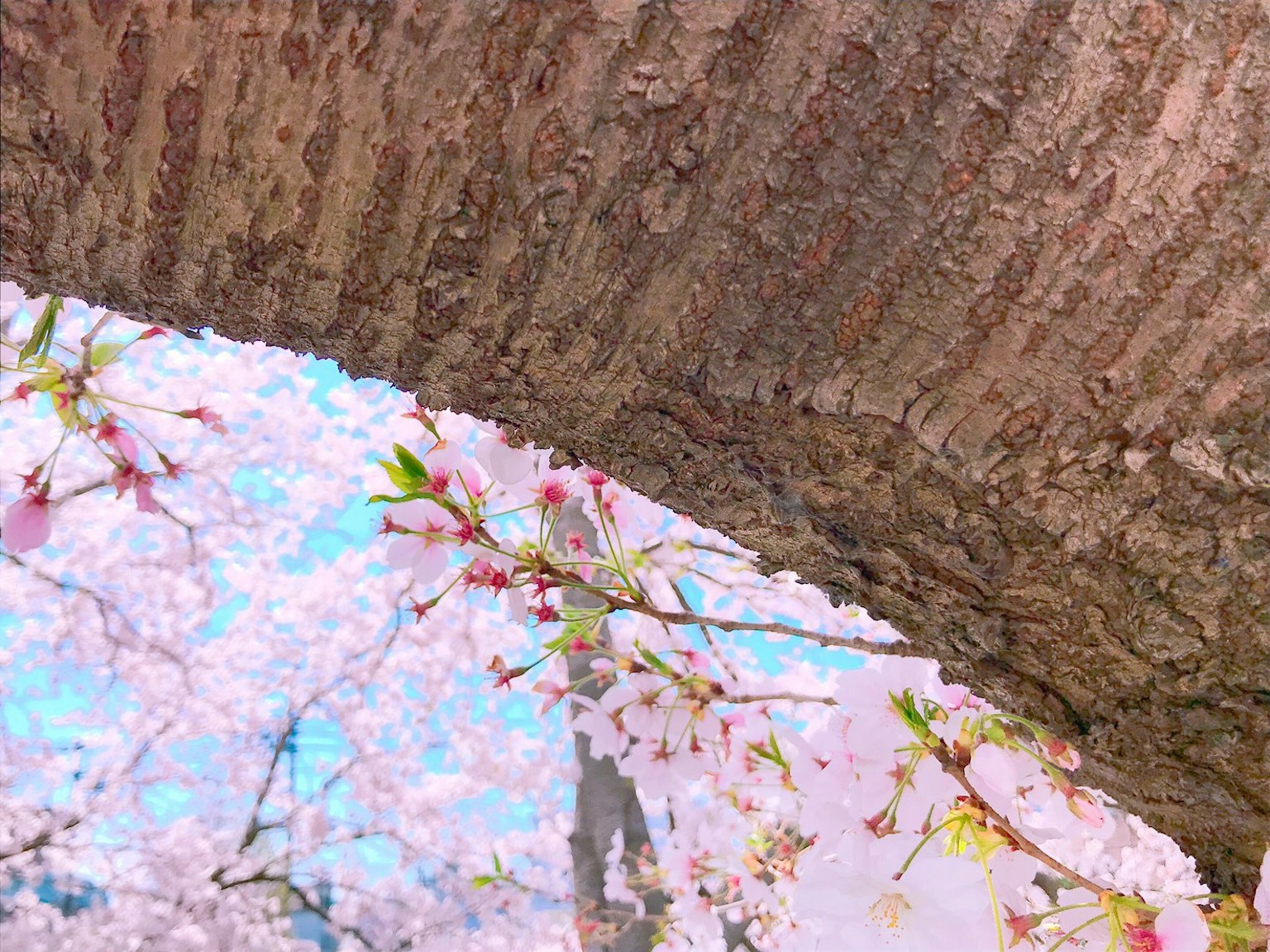 Kelopak bunga sakura merah muda mengapung di permukaan air dengan tekstur kulit pohon
