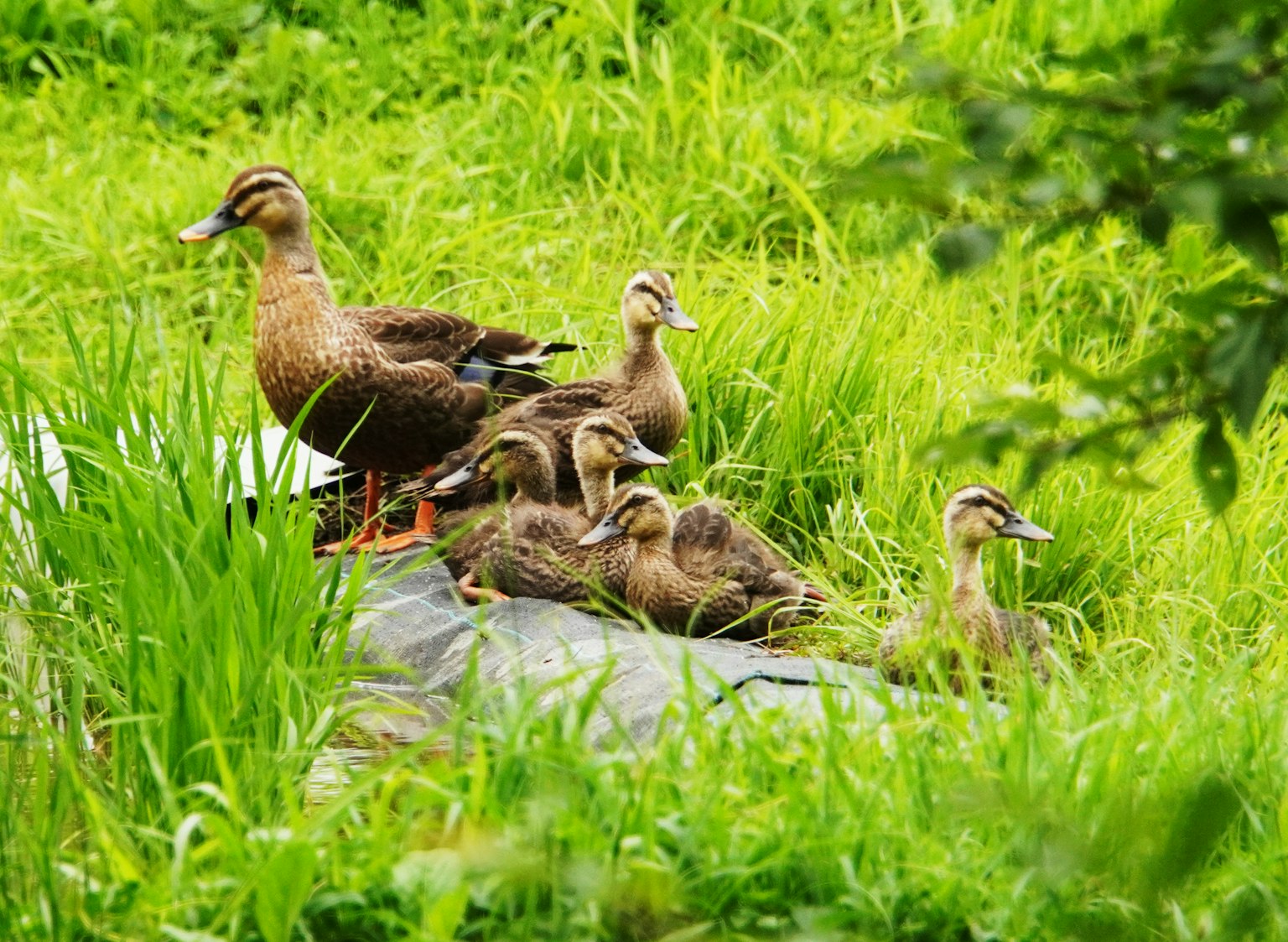 Eine Ente mit ihren Küken, die auf einer grünen Fläche ruhen