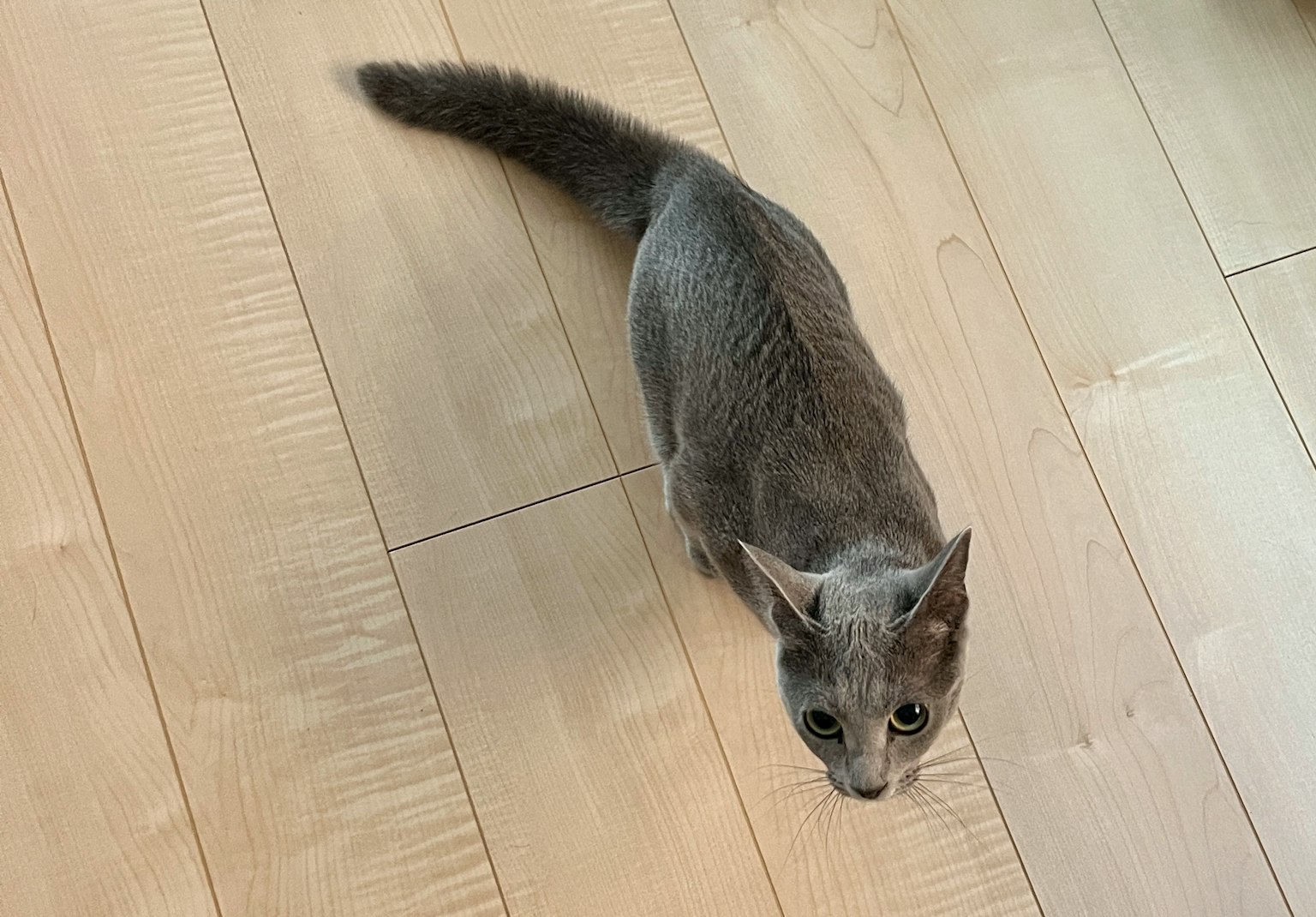 Gray cat walking on wooden floor