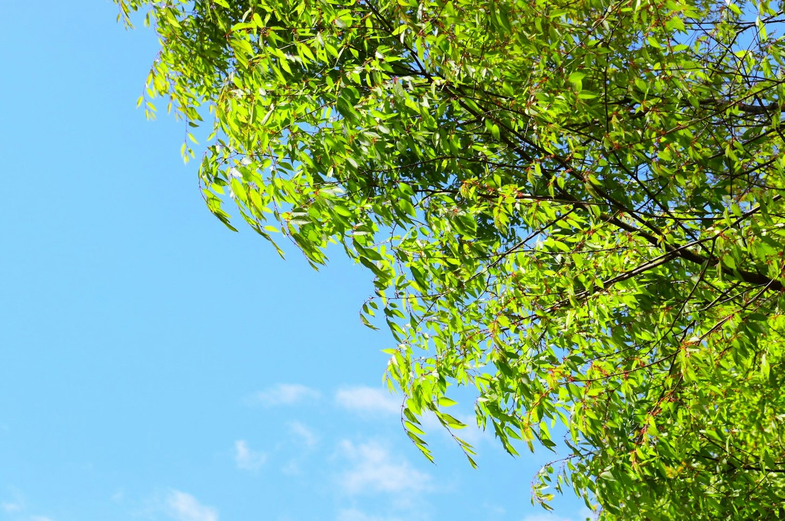 Feuilles vertes luxuriantes sous un ciel bleu clair