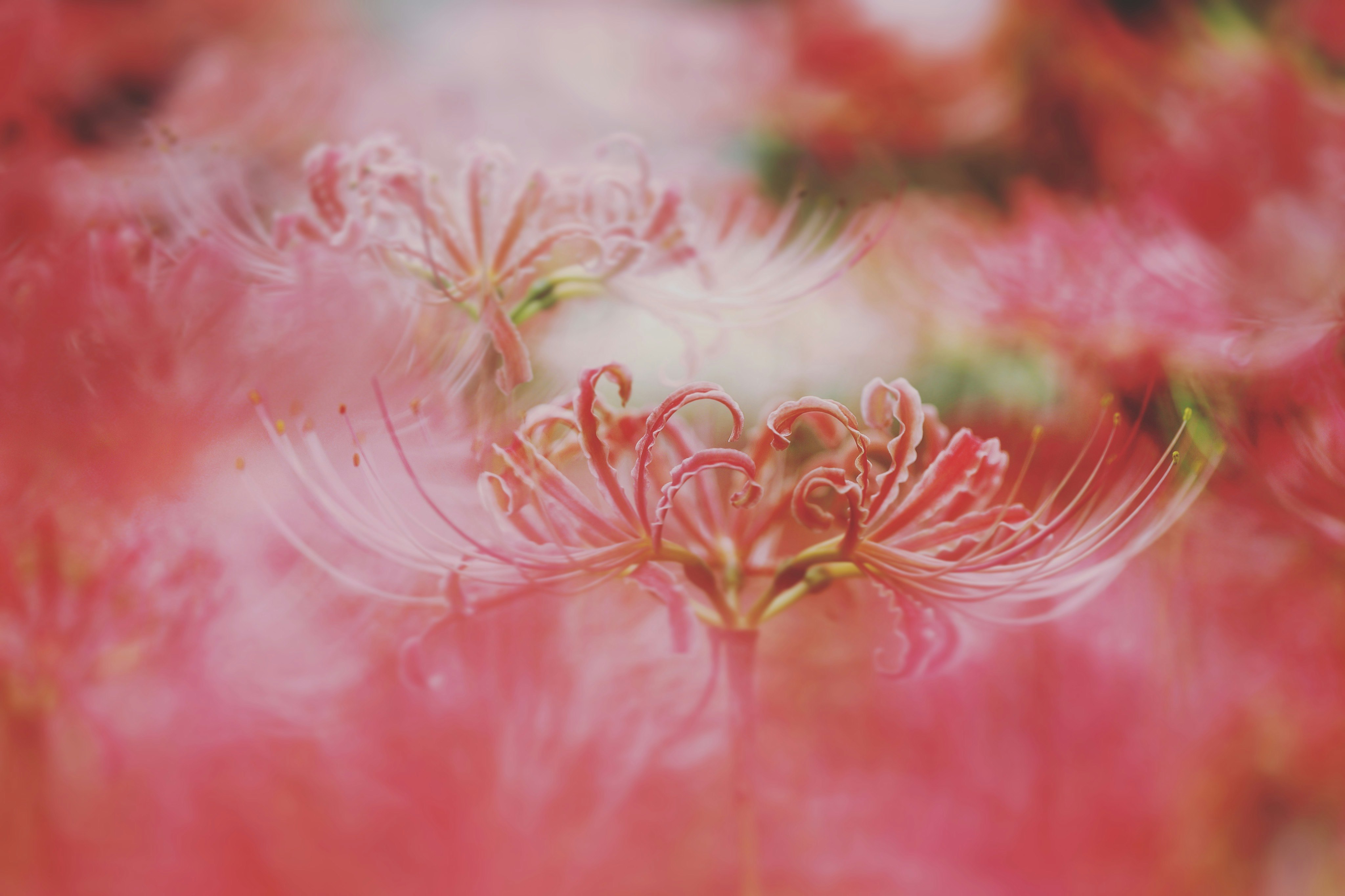 ピンクの花びらに浮かぶ繊細な花の糸状の花粉
