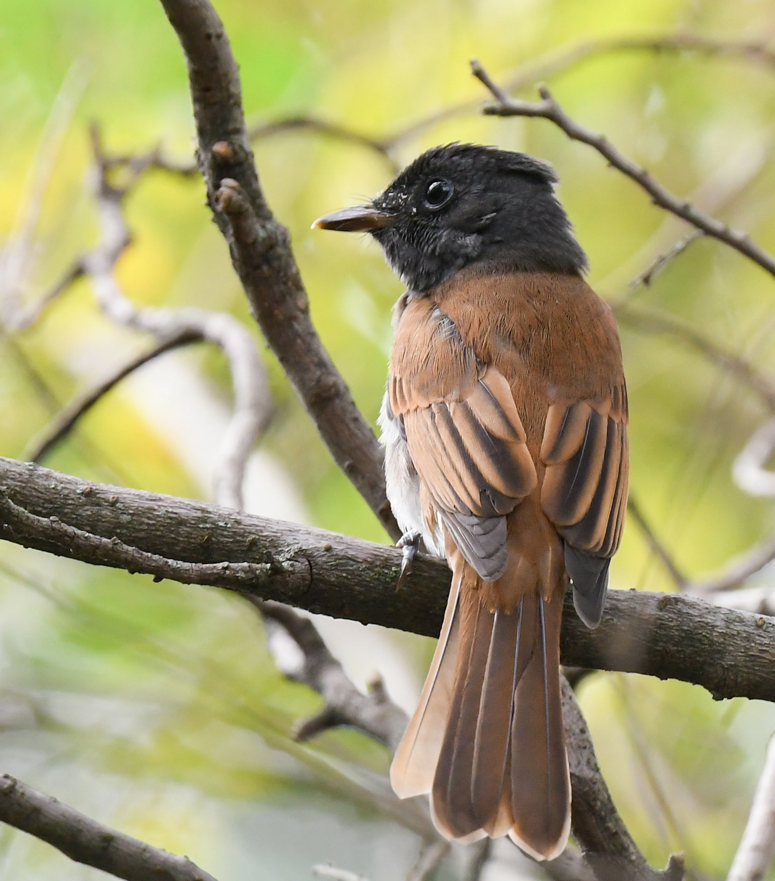 Brown and black bird perched on a branch from behind