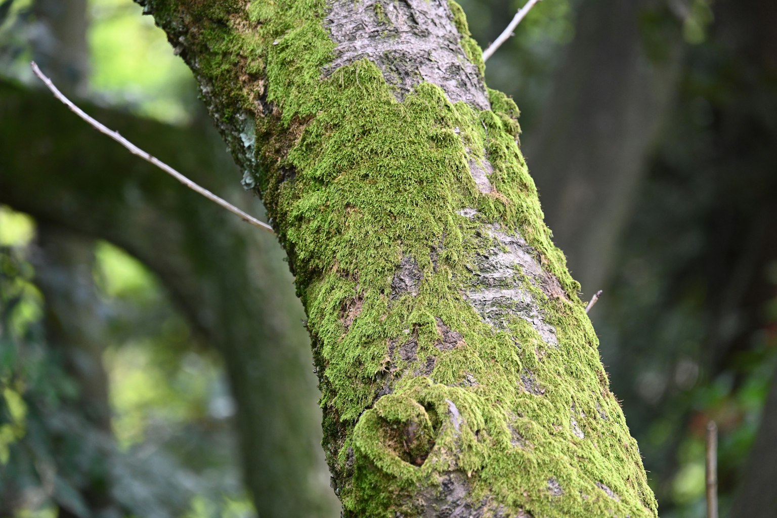 Close-up of a tree trunk covered in green moss