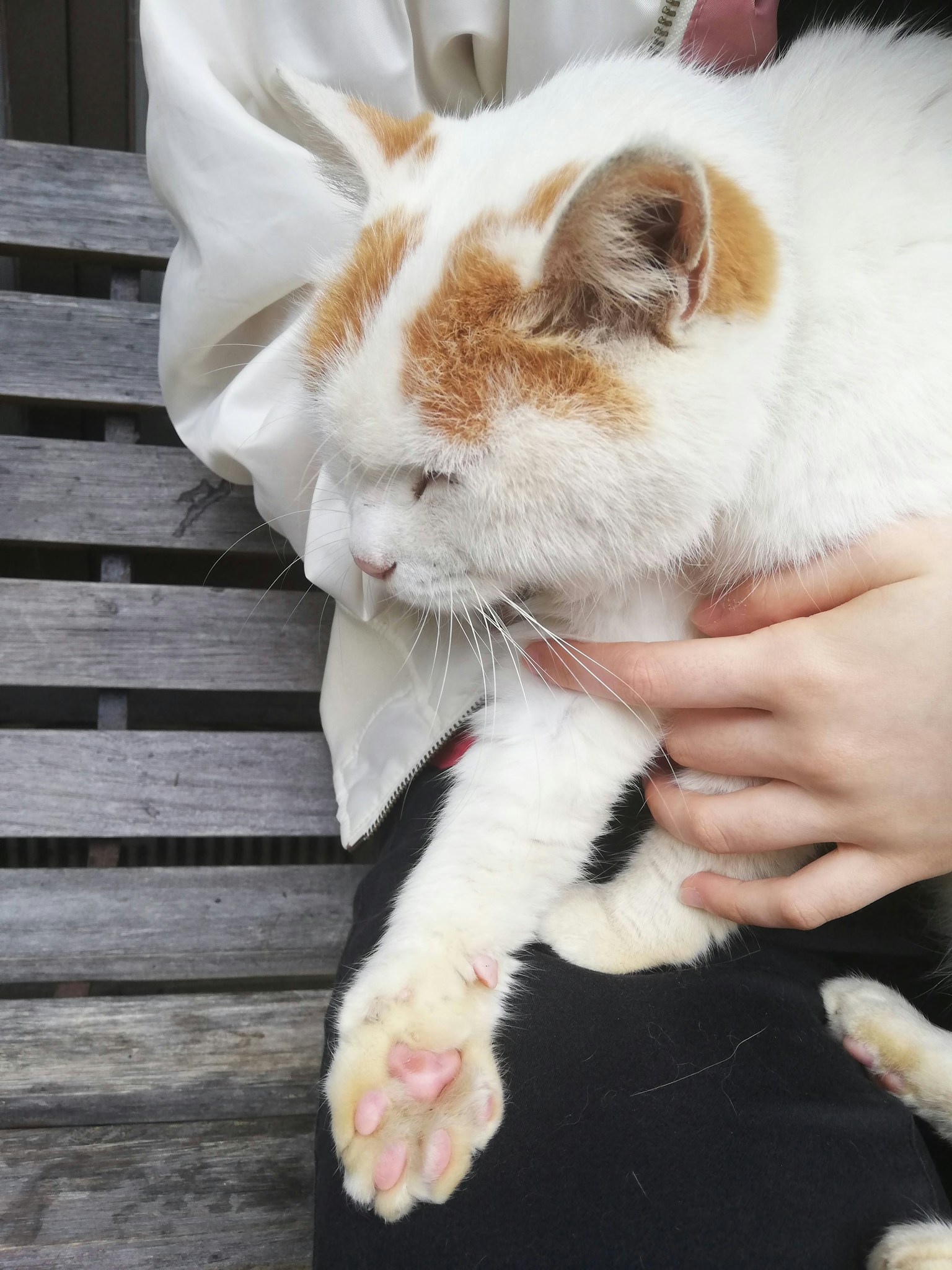 Un chat blanc avec des taches brunes tenu par une personne