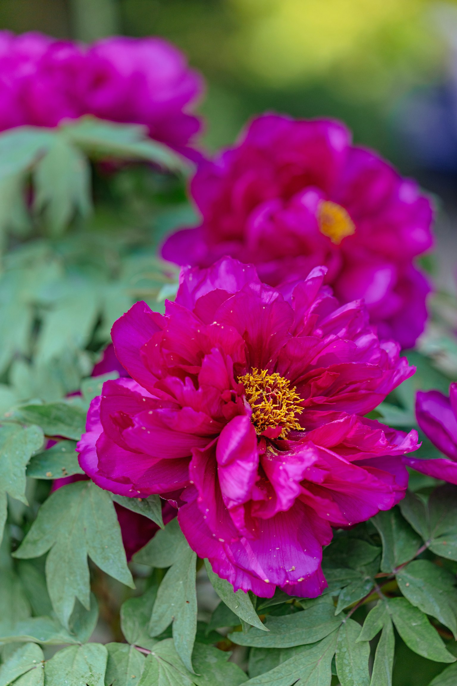 photo-pAFtU3yimz5RlipbkZQM-image