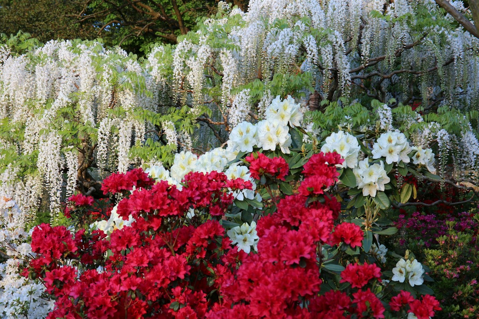 Pemandangan indah wisteria putih dan bunga merah