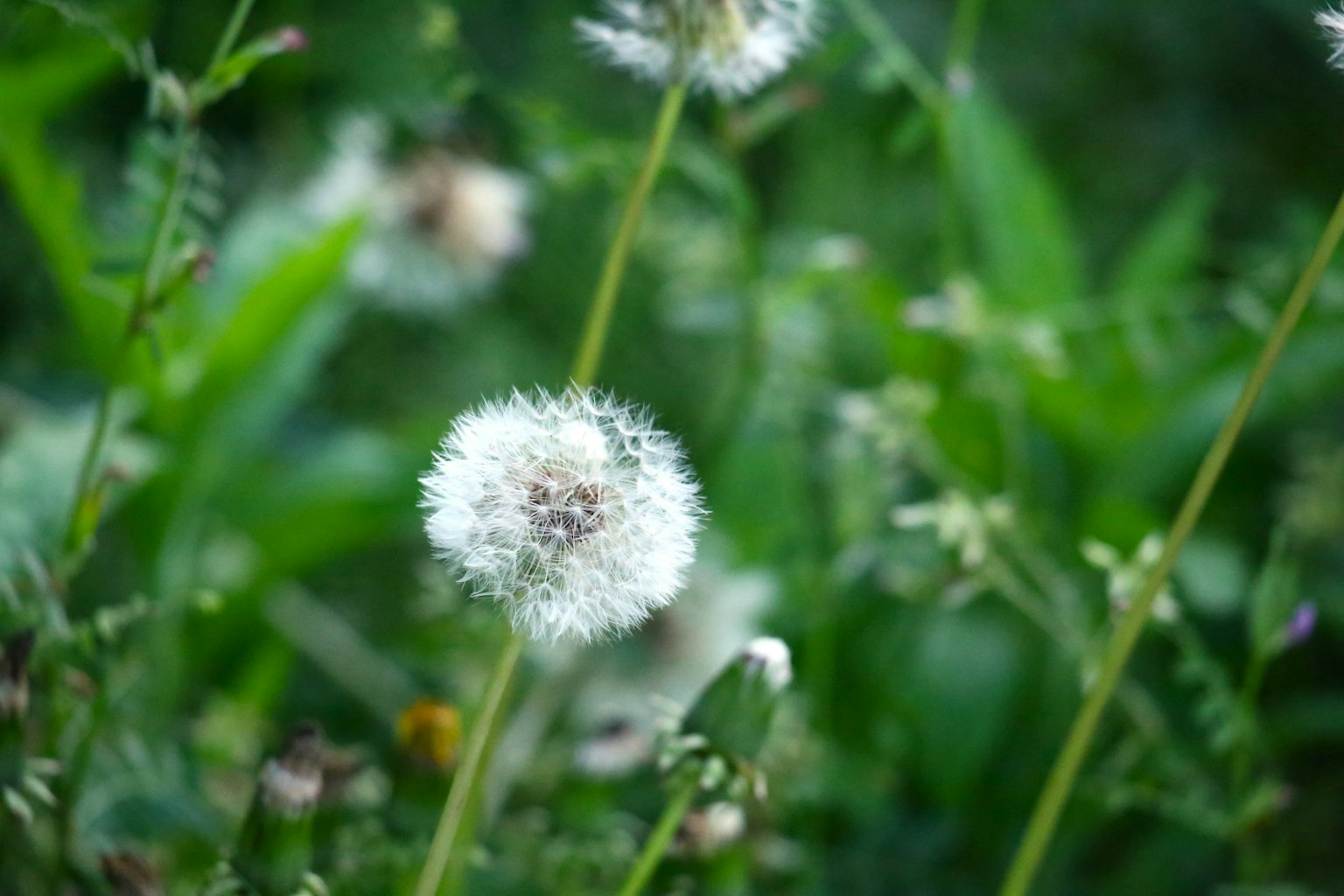 A fluffy white dandelion seed head stands out against a green background