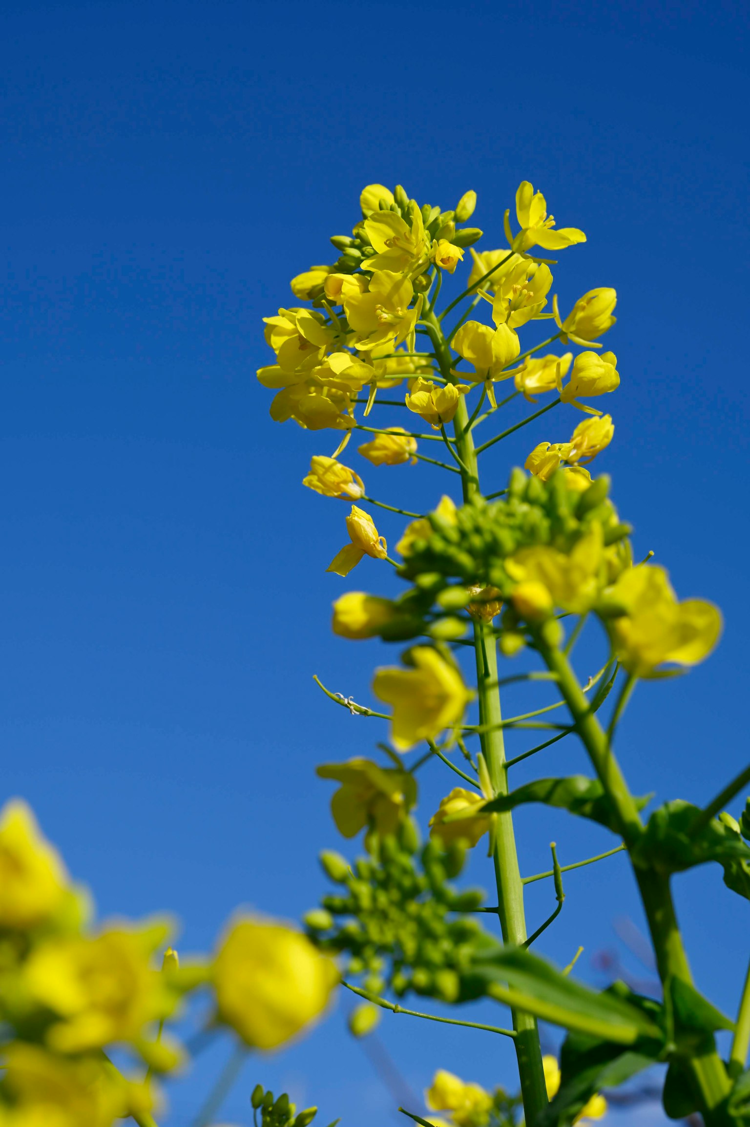 Gelbe Blumenstängel und Knospen vor blauem Himmel