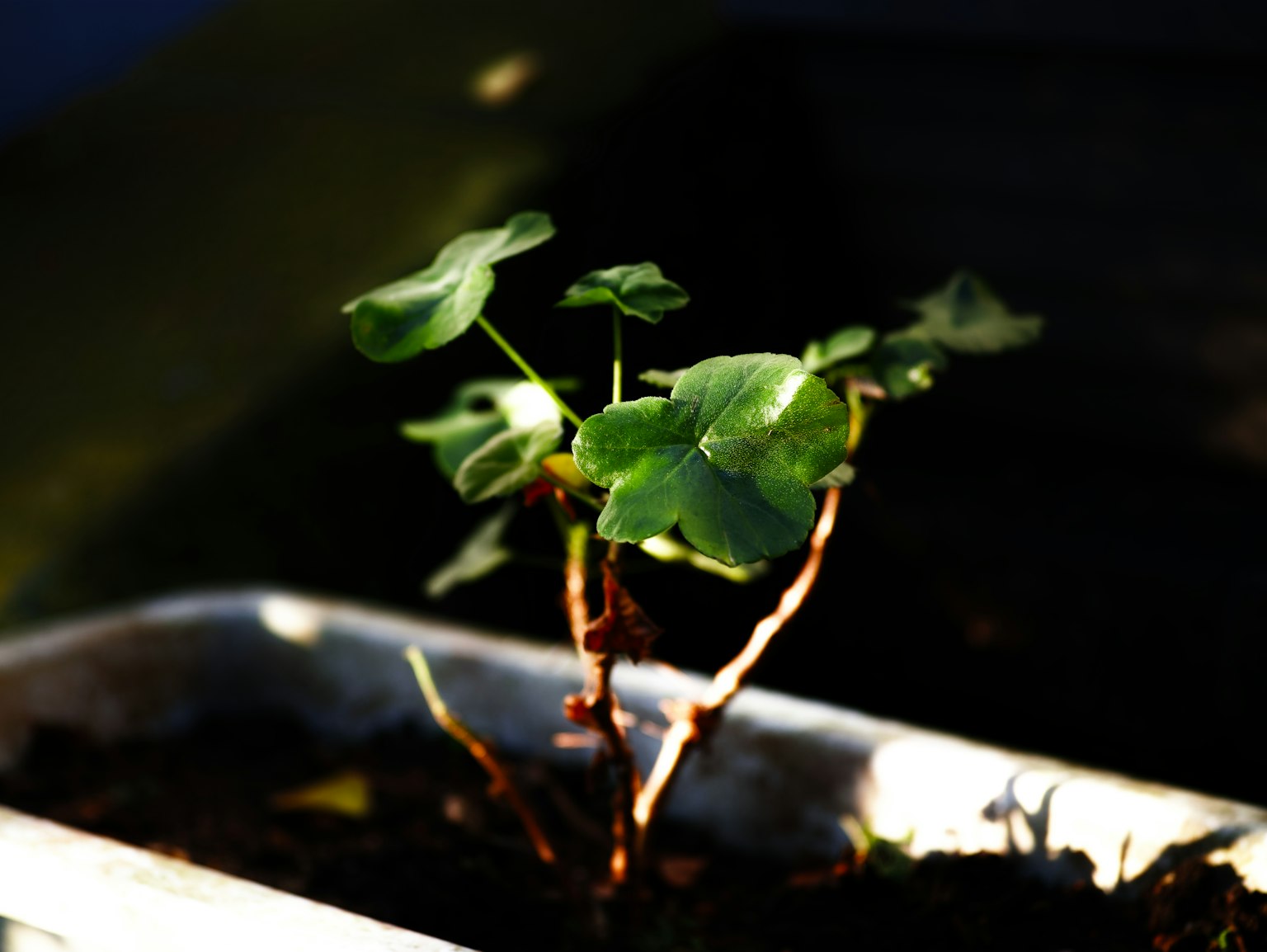 小植物在花盆中生长，绿色叶子与黑土形成对比