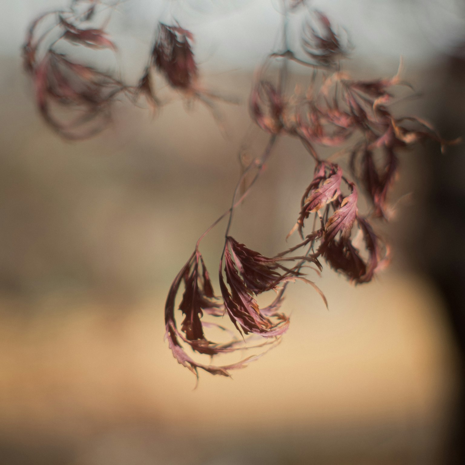 Foglie rosse che oscillano nel vento con uno sfondo naturale sfocato
