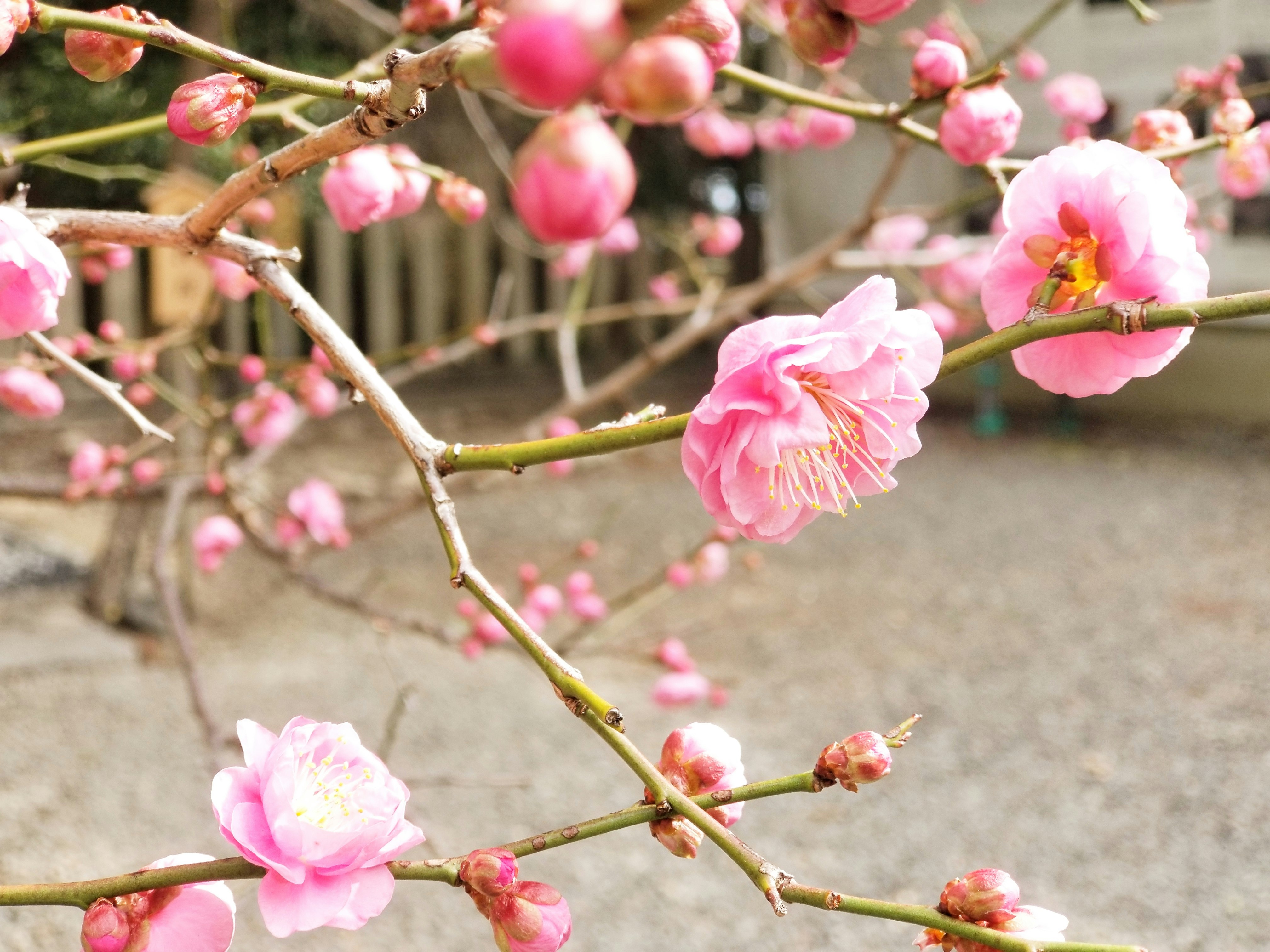 Bunga pink dan kuncup pada cabang berbunga dengan latar dinding batu