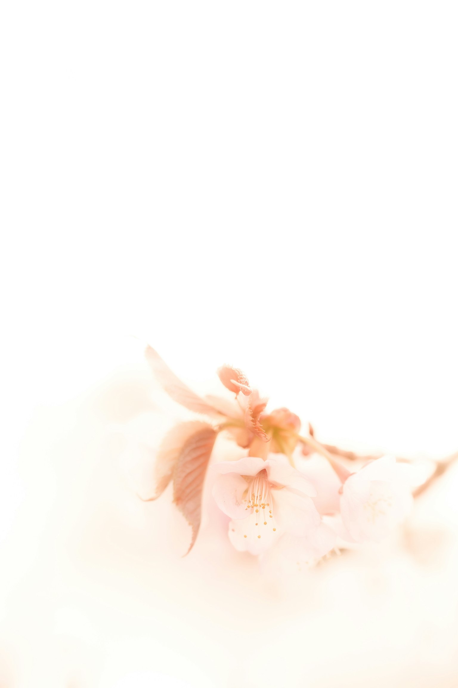 밝은 배경에 벚꽃이 있는 부드러운 이미지