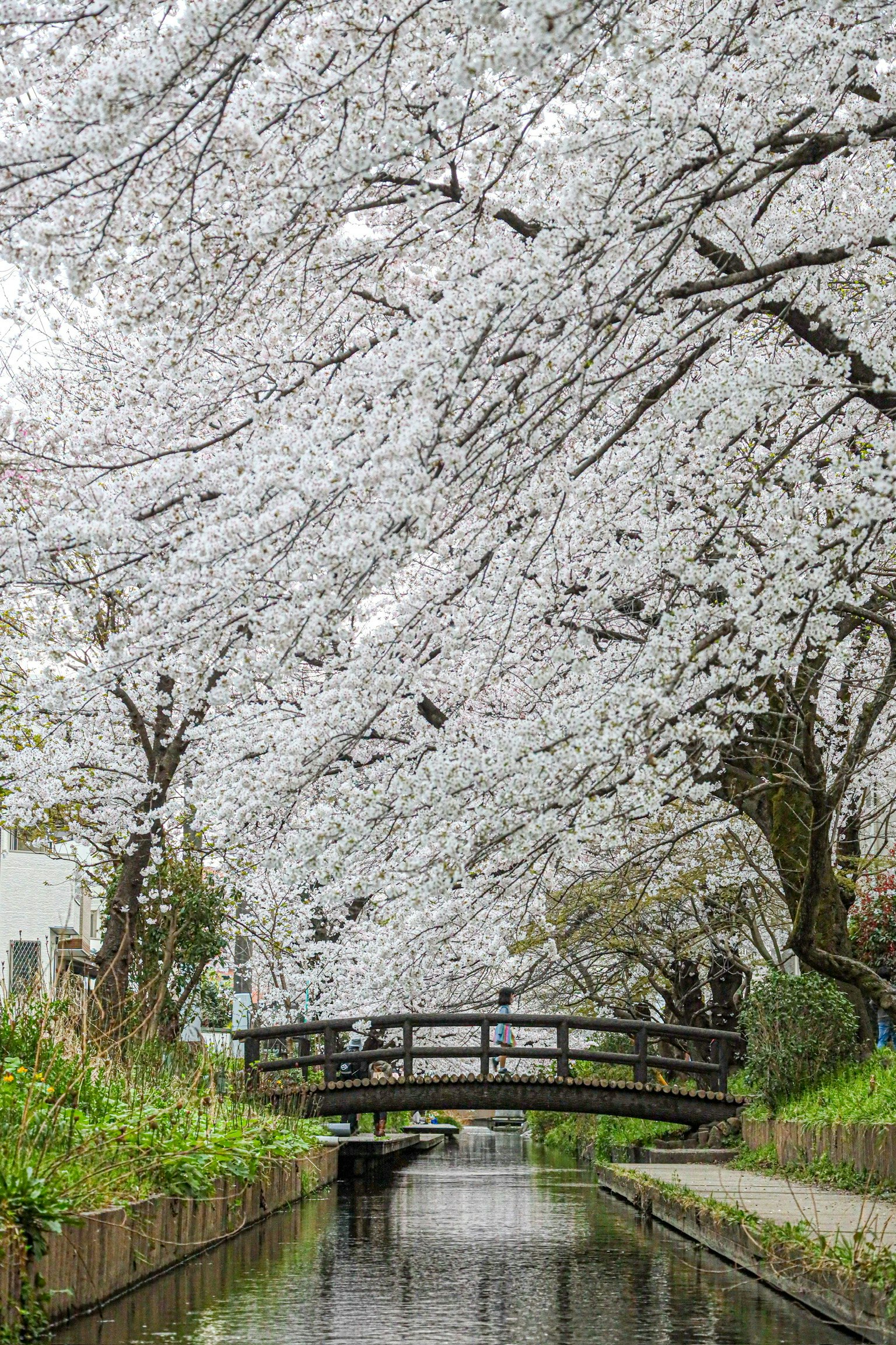 A bridge over a stream lined with blooming cherry blossom trees