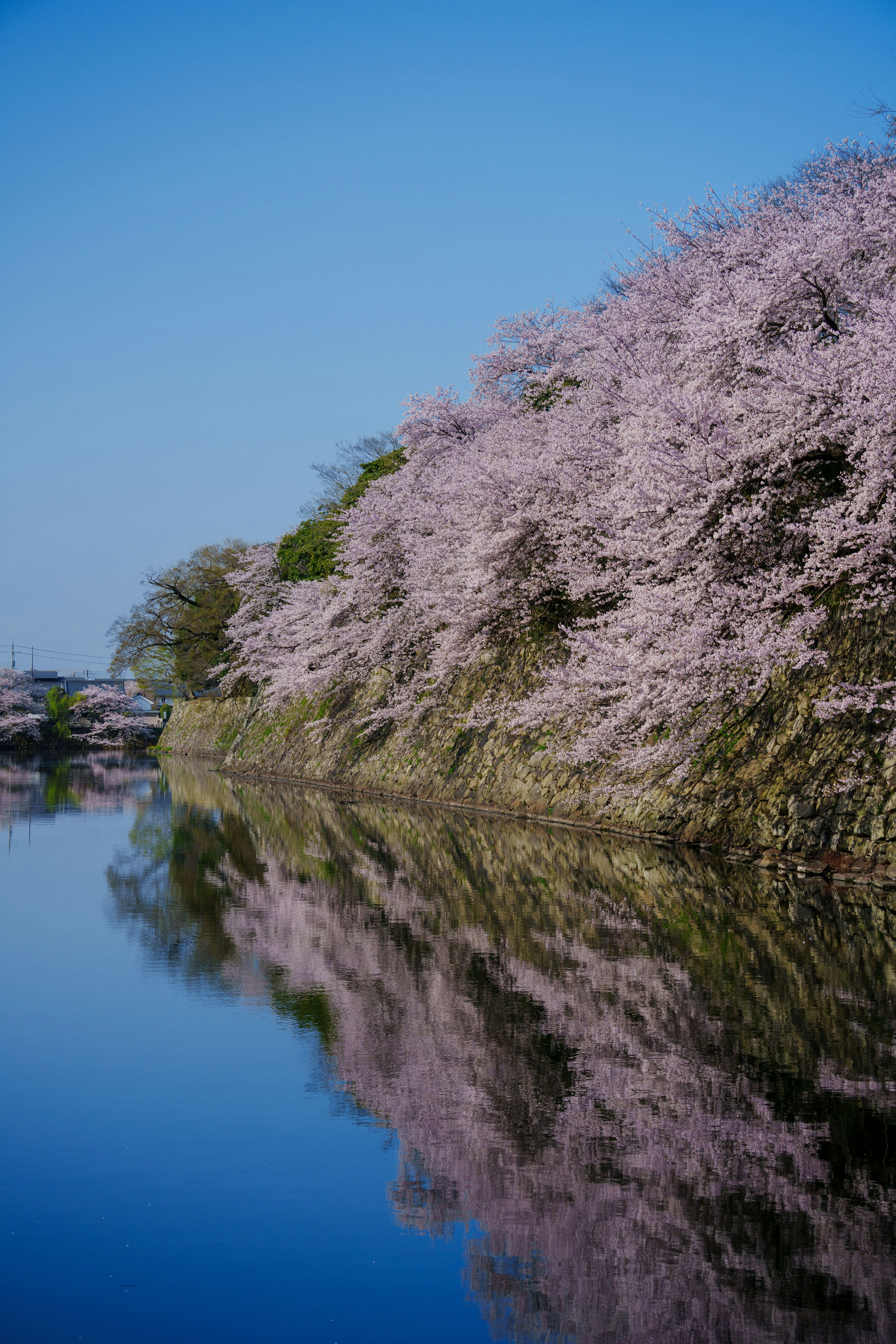川沿いに咲く桜並木の反射
