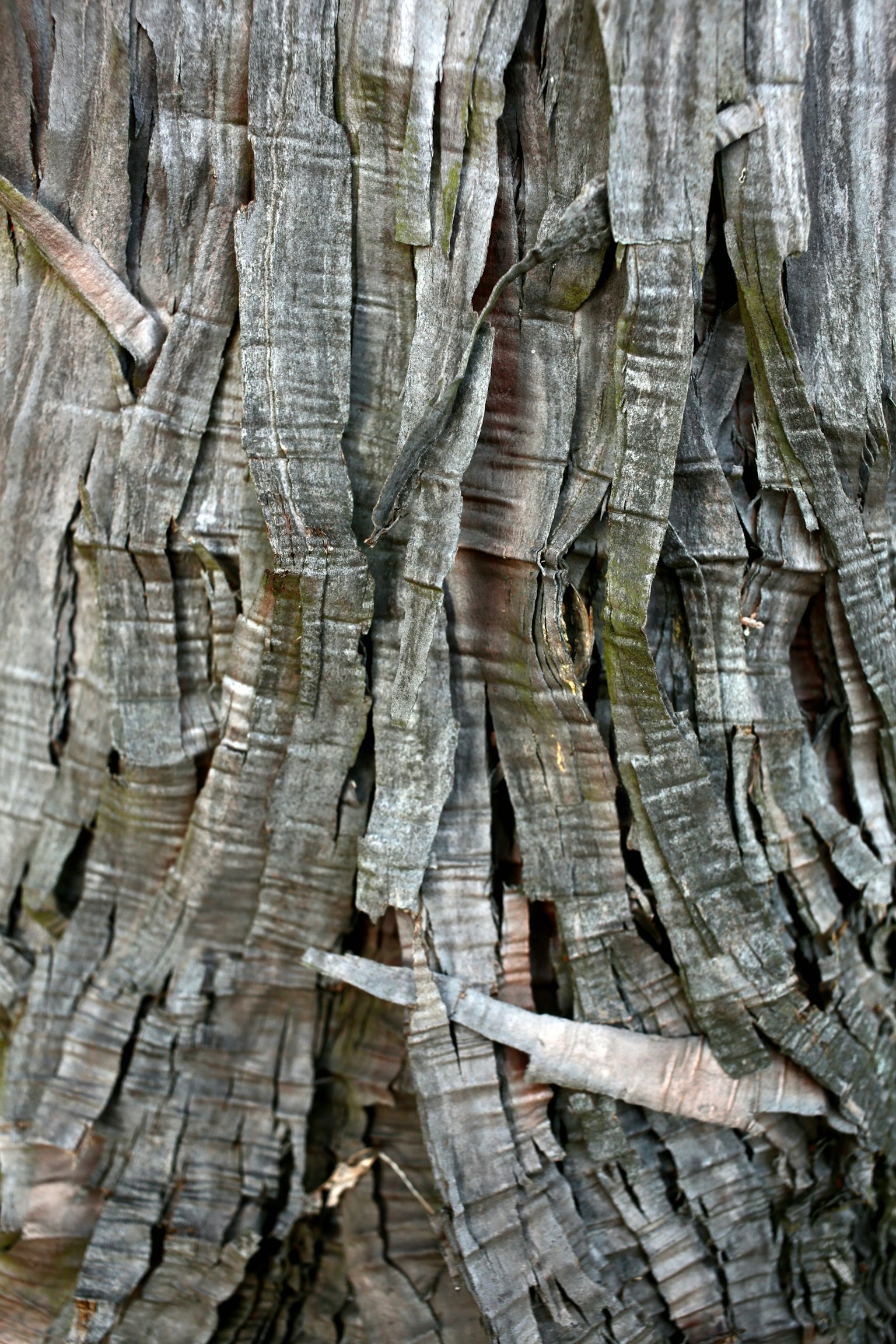 Close-up of textured tree bark with intricate patterns