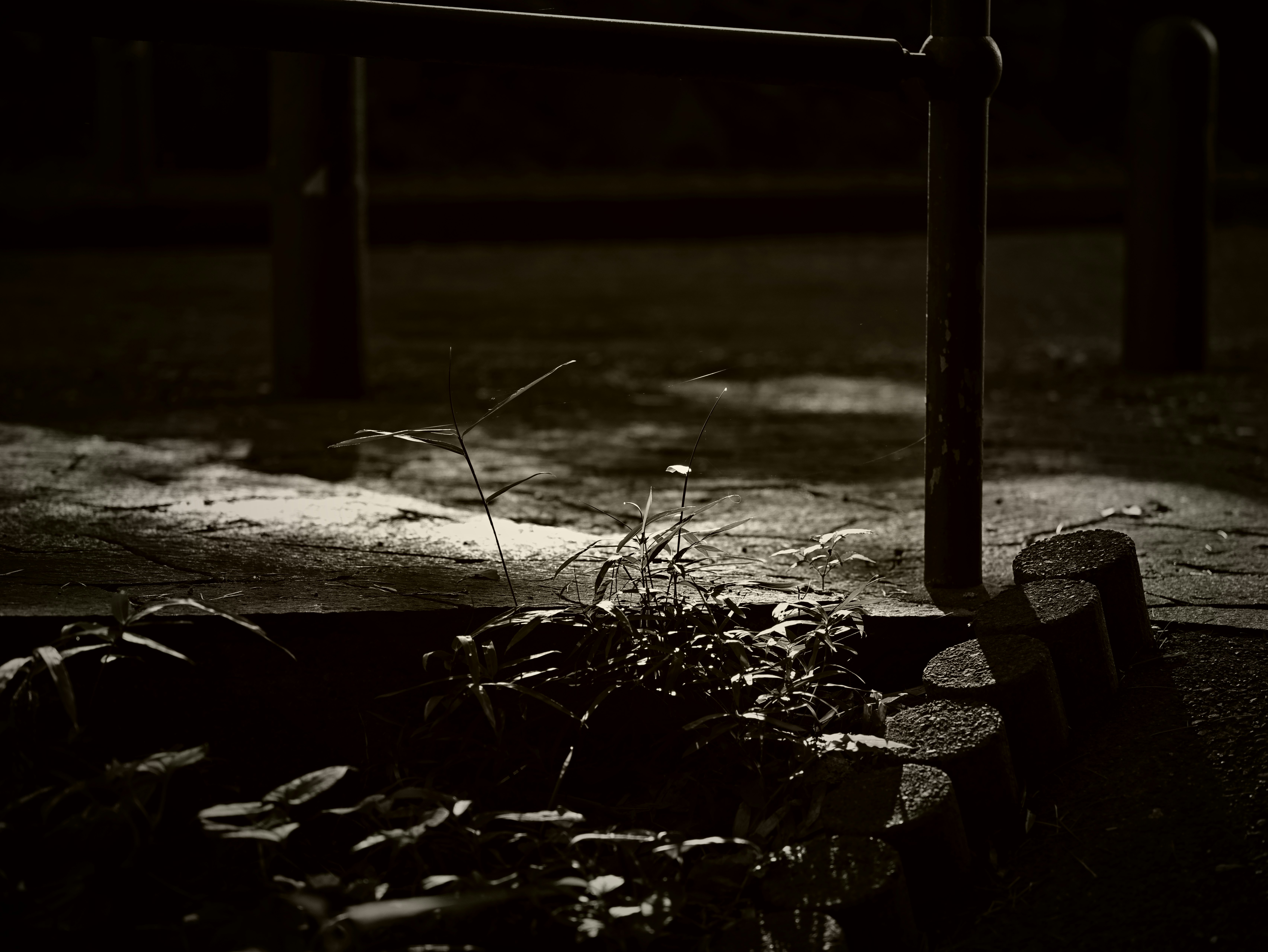 夜の路上に落ちた小さな花と草のある足元の静けさ