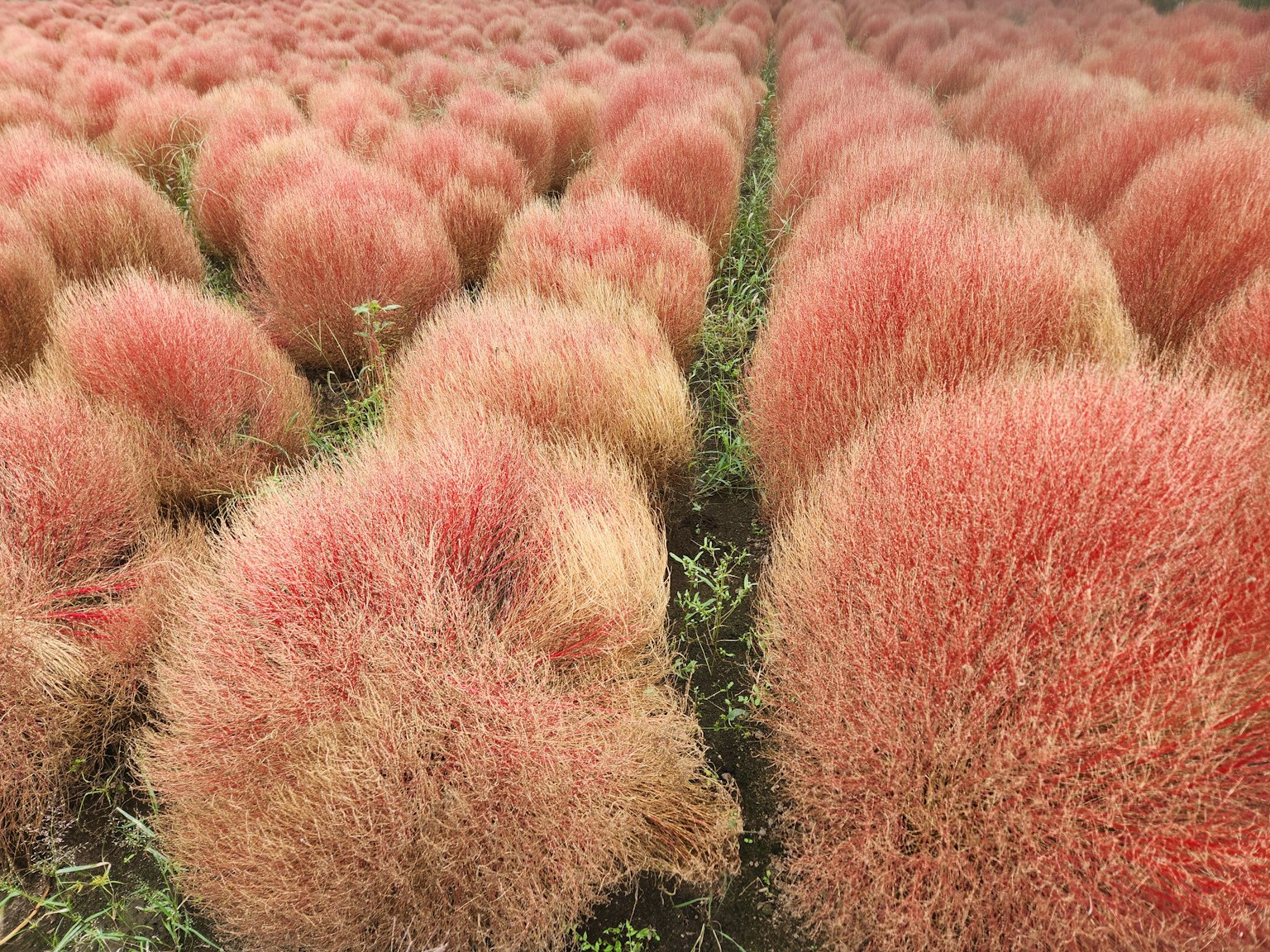Champ de plantes de kochia rouges vibrantes