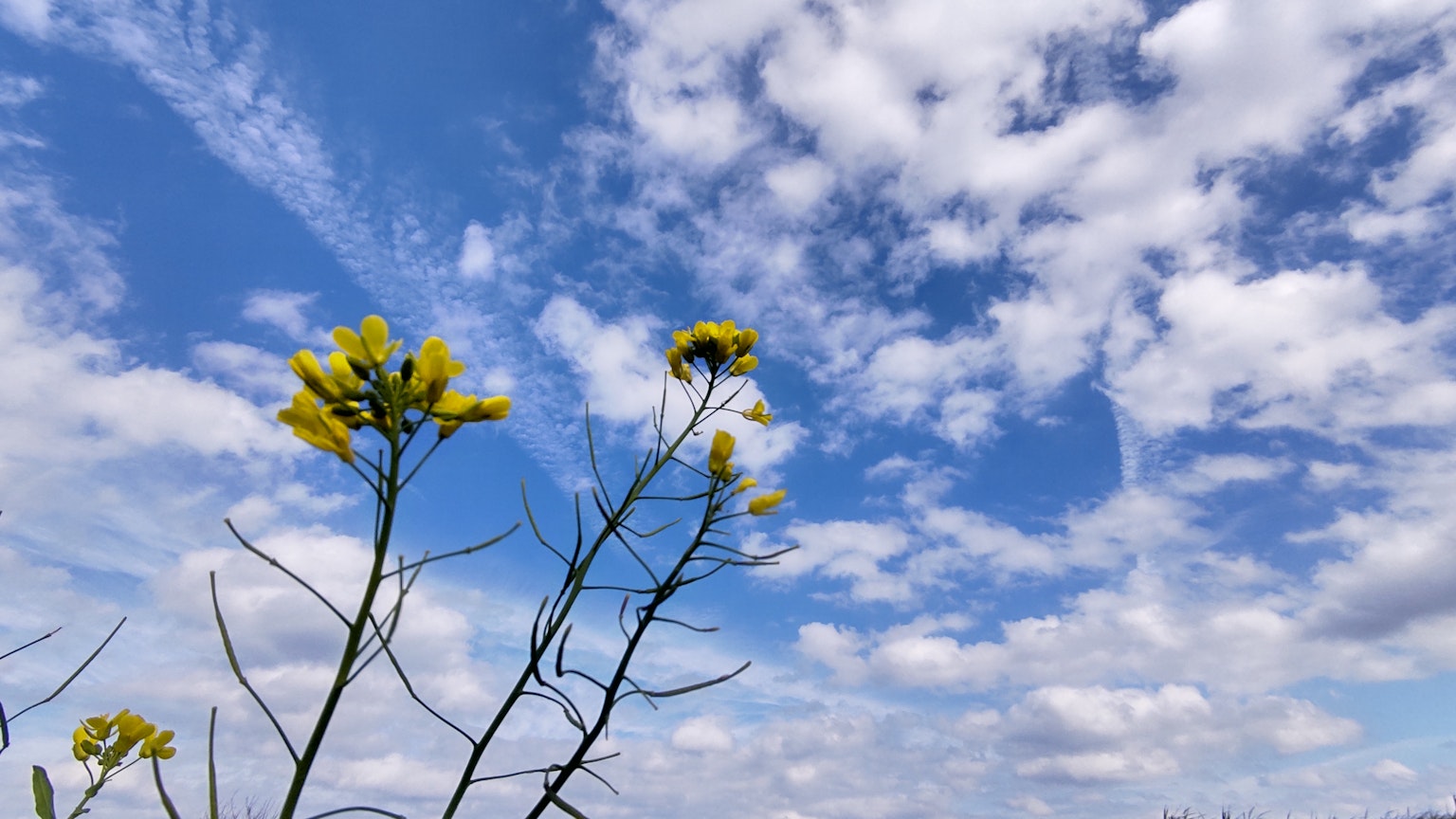 Yellow flowers against a blue sky with fluffy clouds