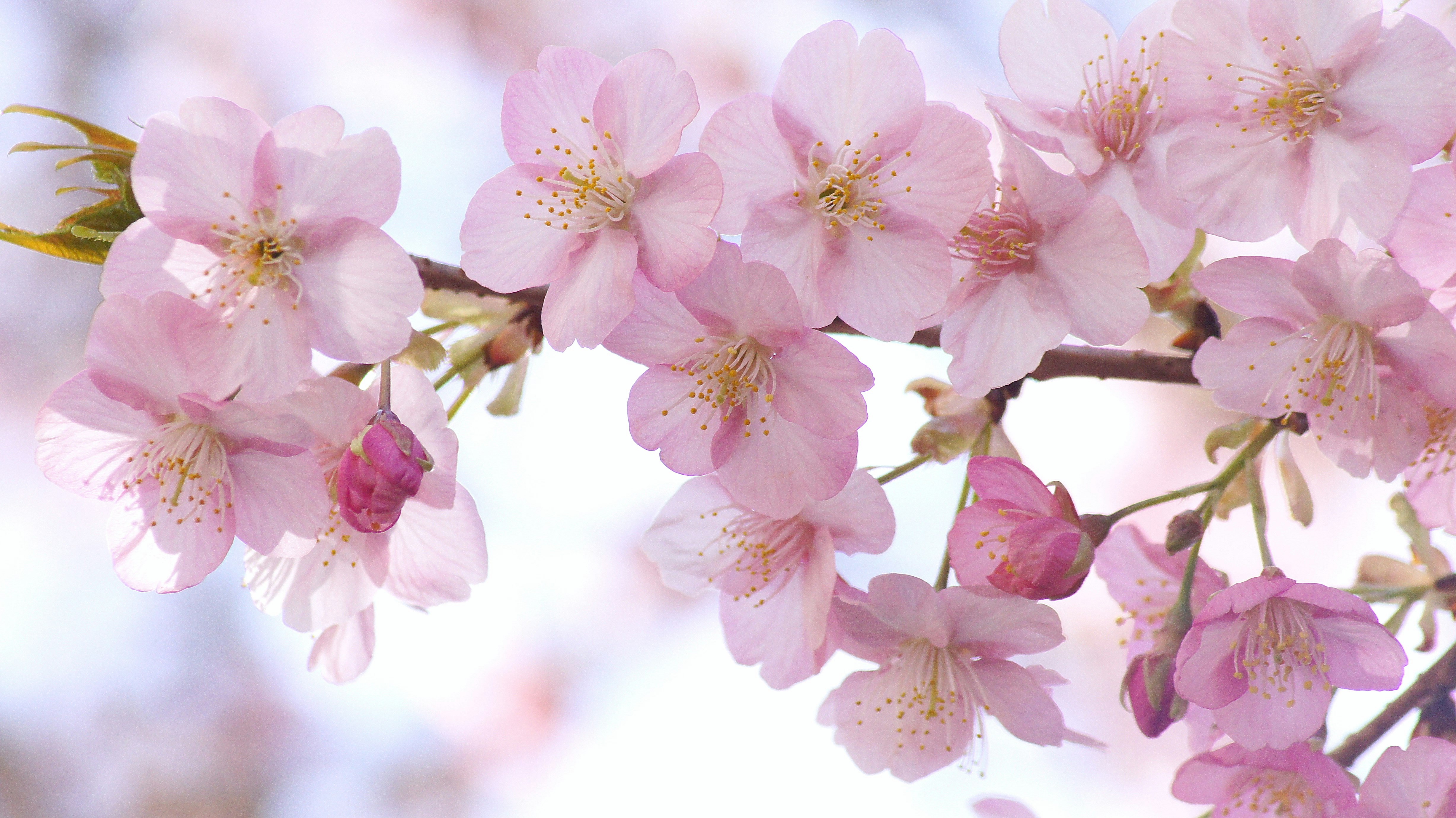 河津桜の淡いピンクの花が枝に咲く春のアップ画像