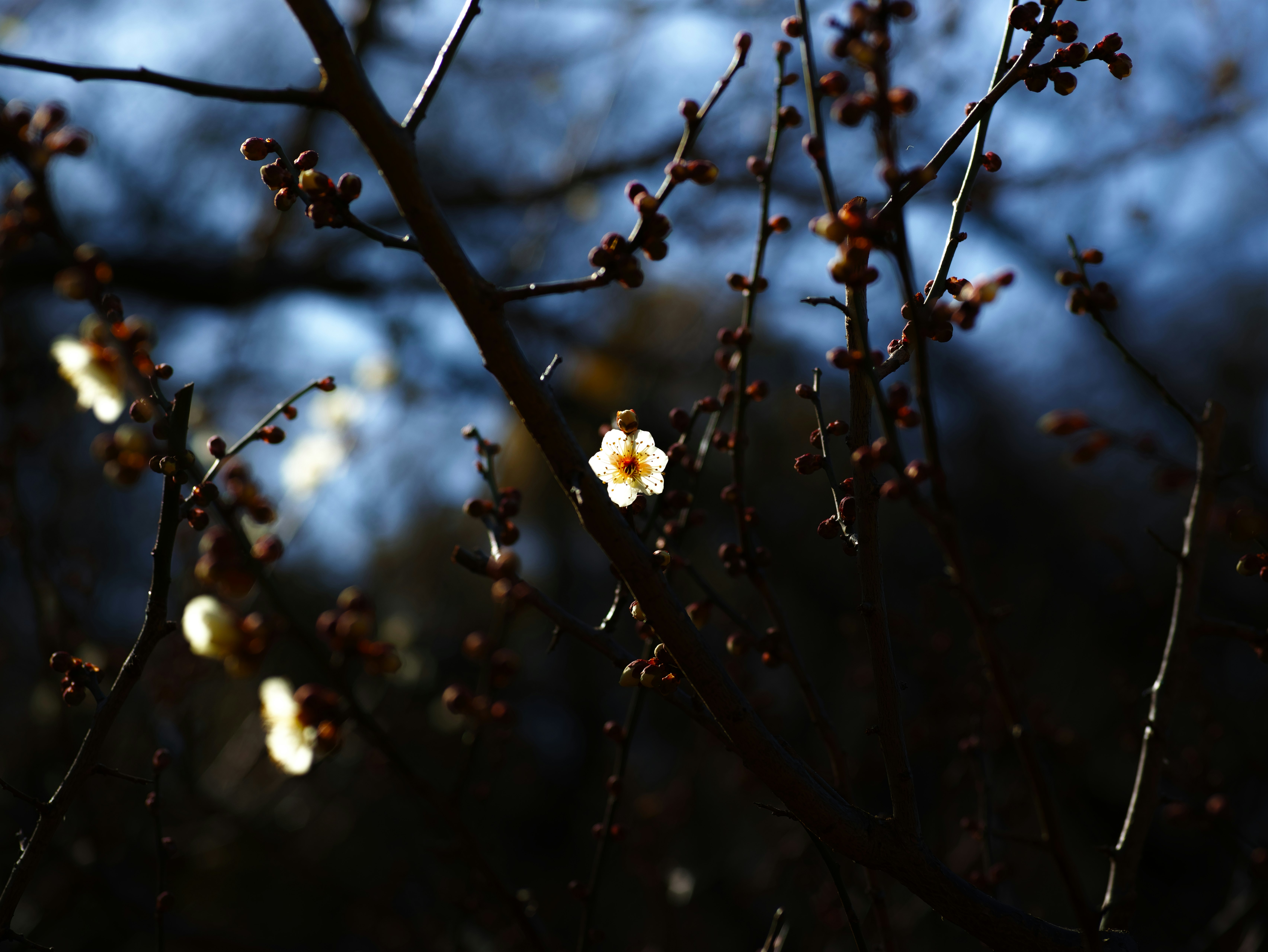 蓝天背景下的白色花朵与枝头花蕾
