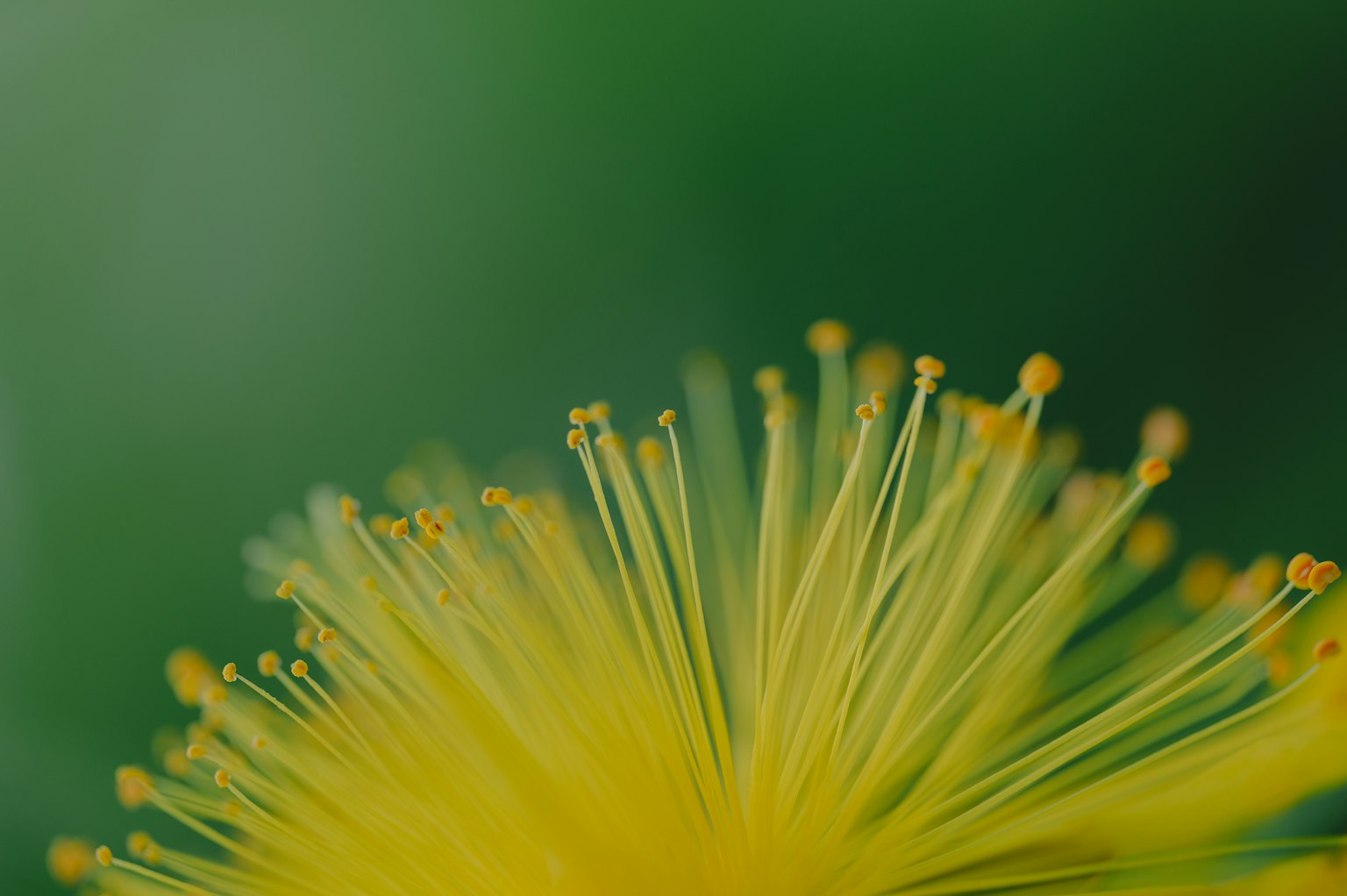Primo piano di stami di fiore gialli vibranti su sfondo verde
