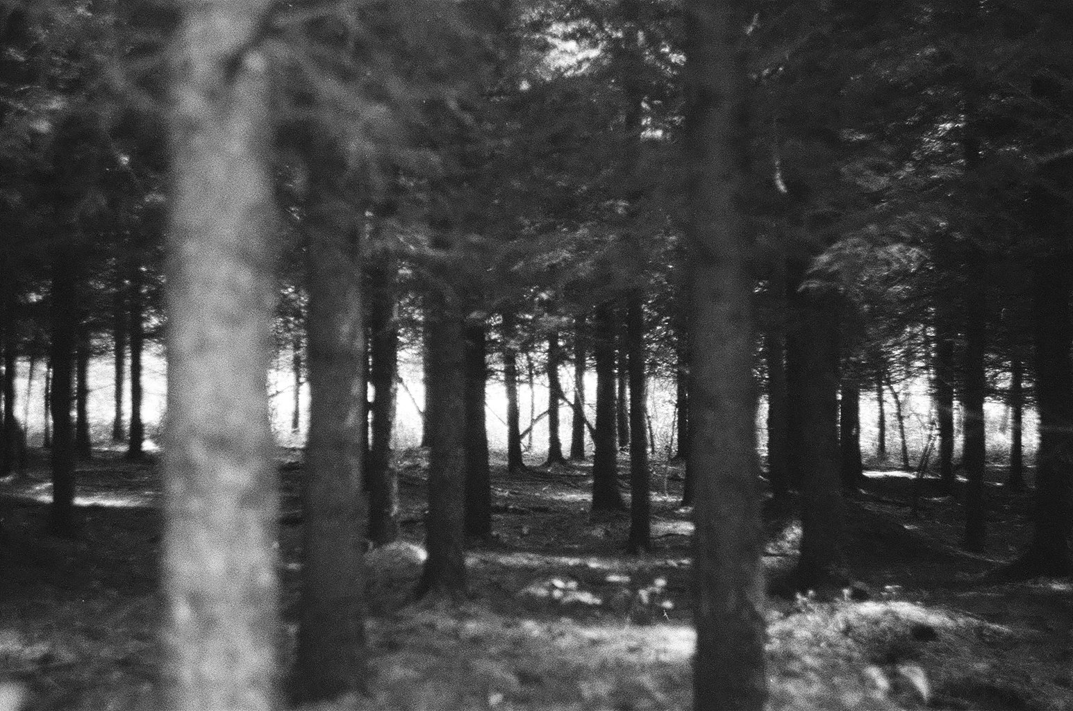 bosco nella nebbia con alberi in fila