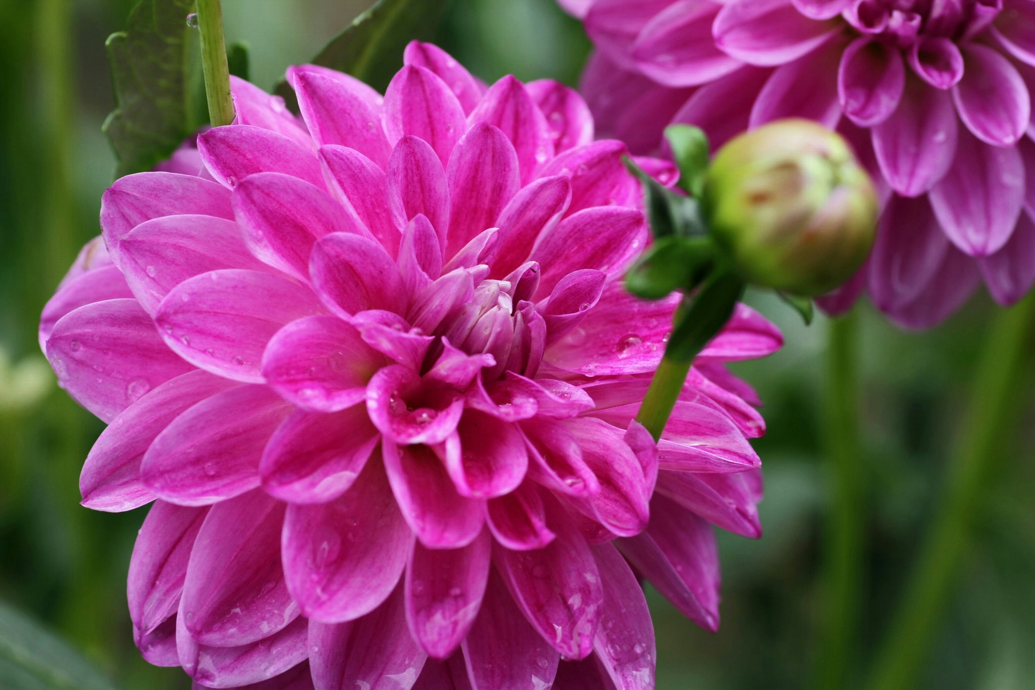 ピンクの花が咲くクローズアップの花畑の一輪
