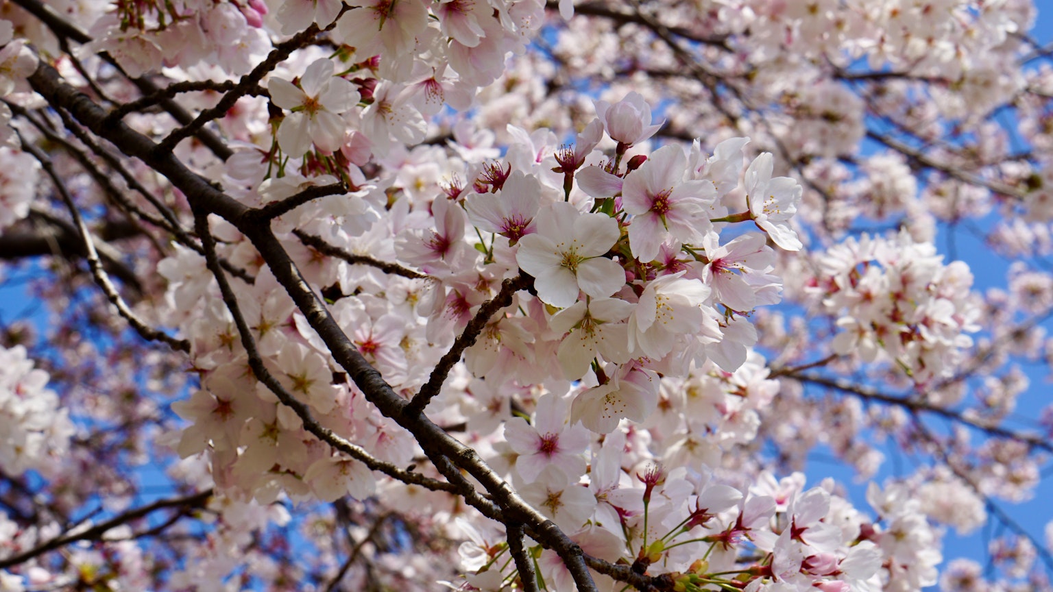 Close-up cabang bunga sakura putih di latar belakang langit biru