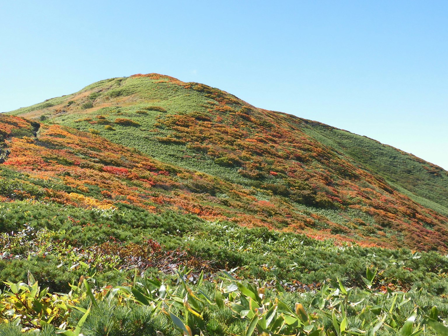 Vibrant green hill with autumn foliage in various colors