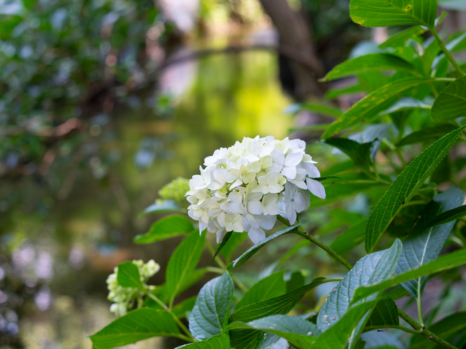 白色绣球花被绿色叶子包围，靠近水体