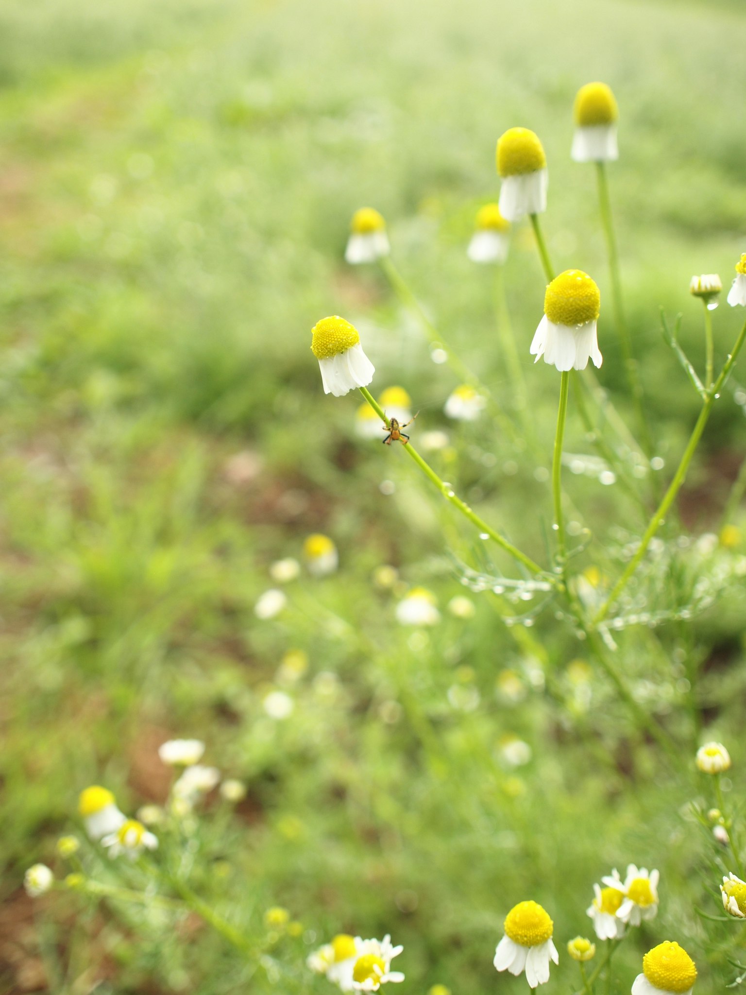 Field of white flowers with yellow centers in a lush green background
