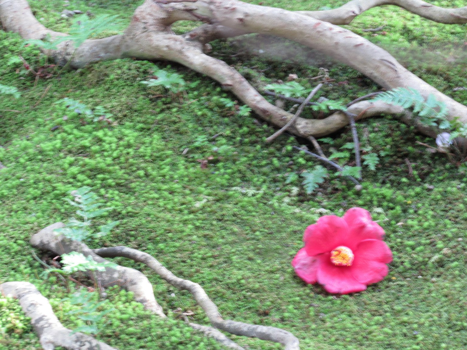 一朵鮮豔的粉紅色花朵靜靜地躺在綠色苔蘚上，附近有交錯的根