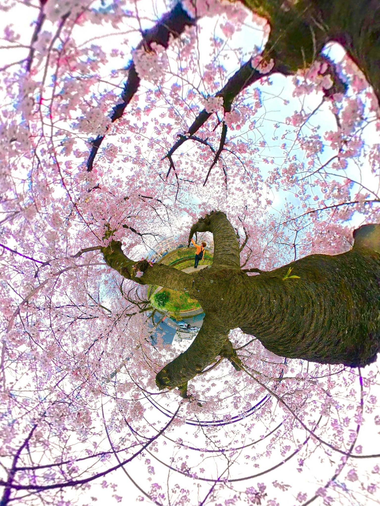 Vista bellissima di un albero con fiori di ciliegio e foglie verdi