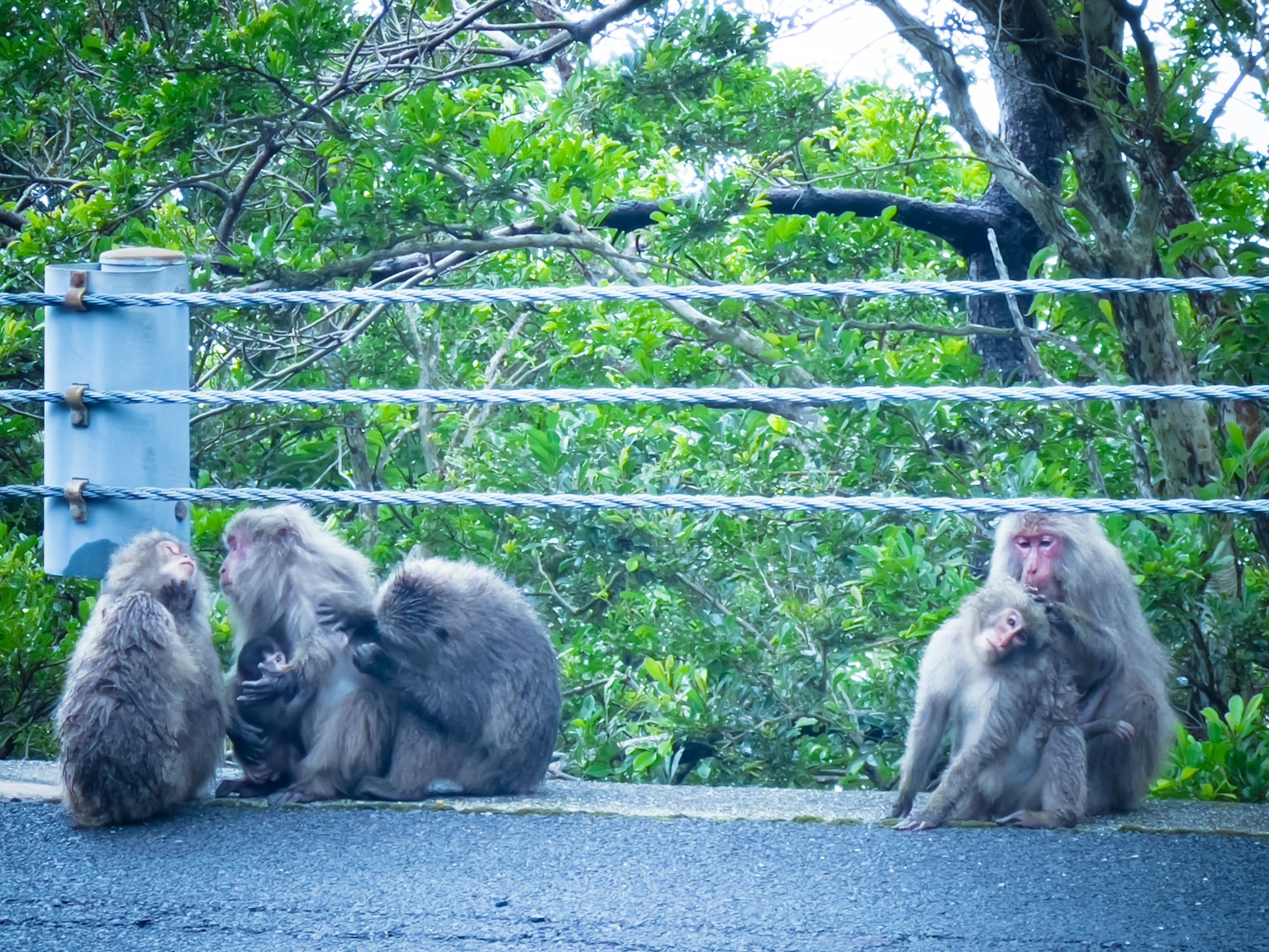 Un groupe de singes se toilettant près des arbres