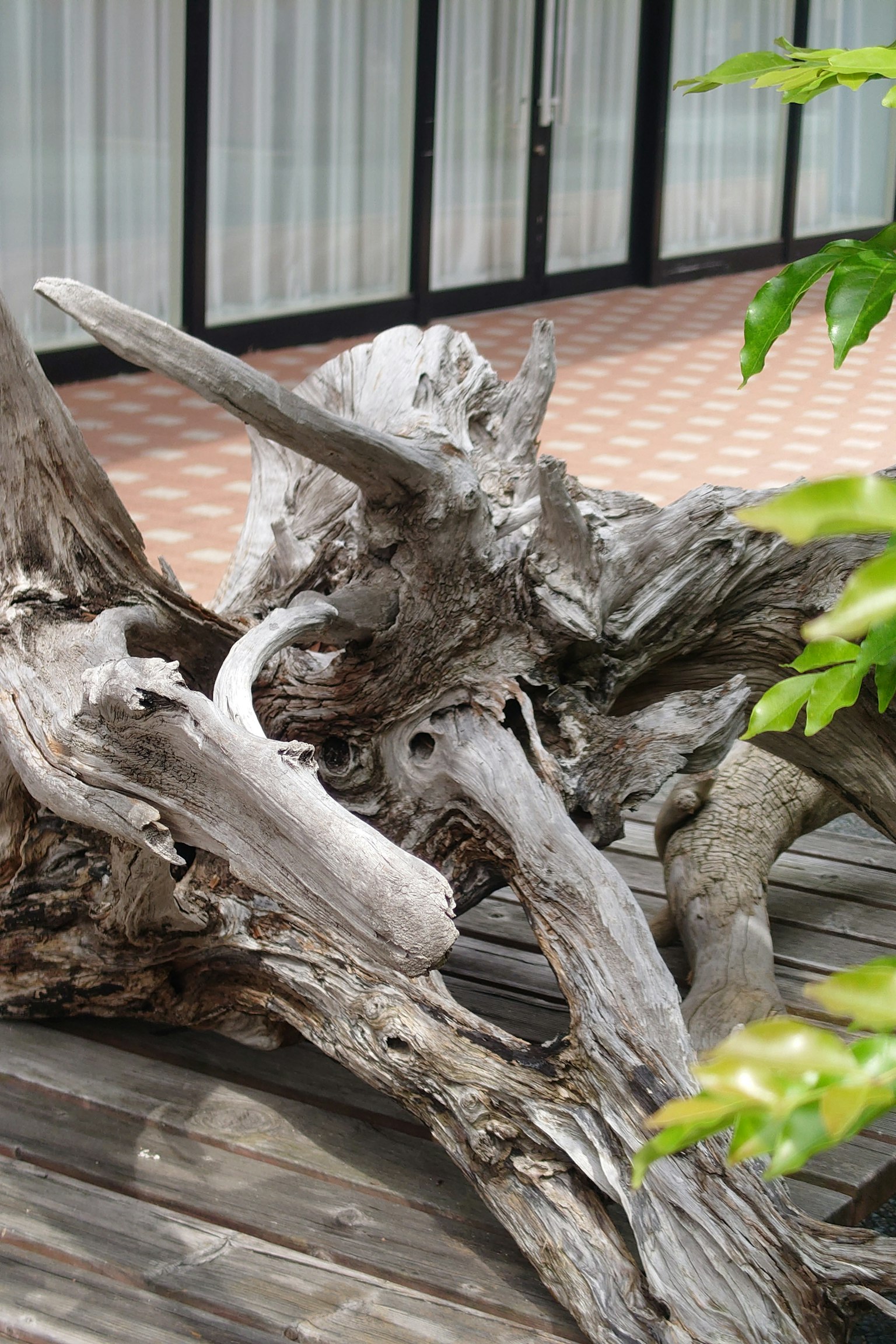 Legno flottante di forma unica posato all'aperto