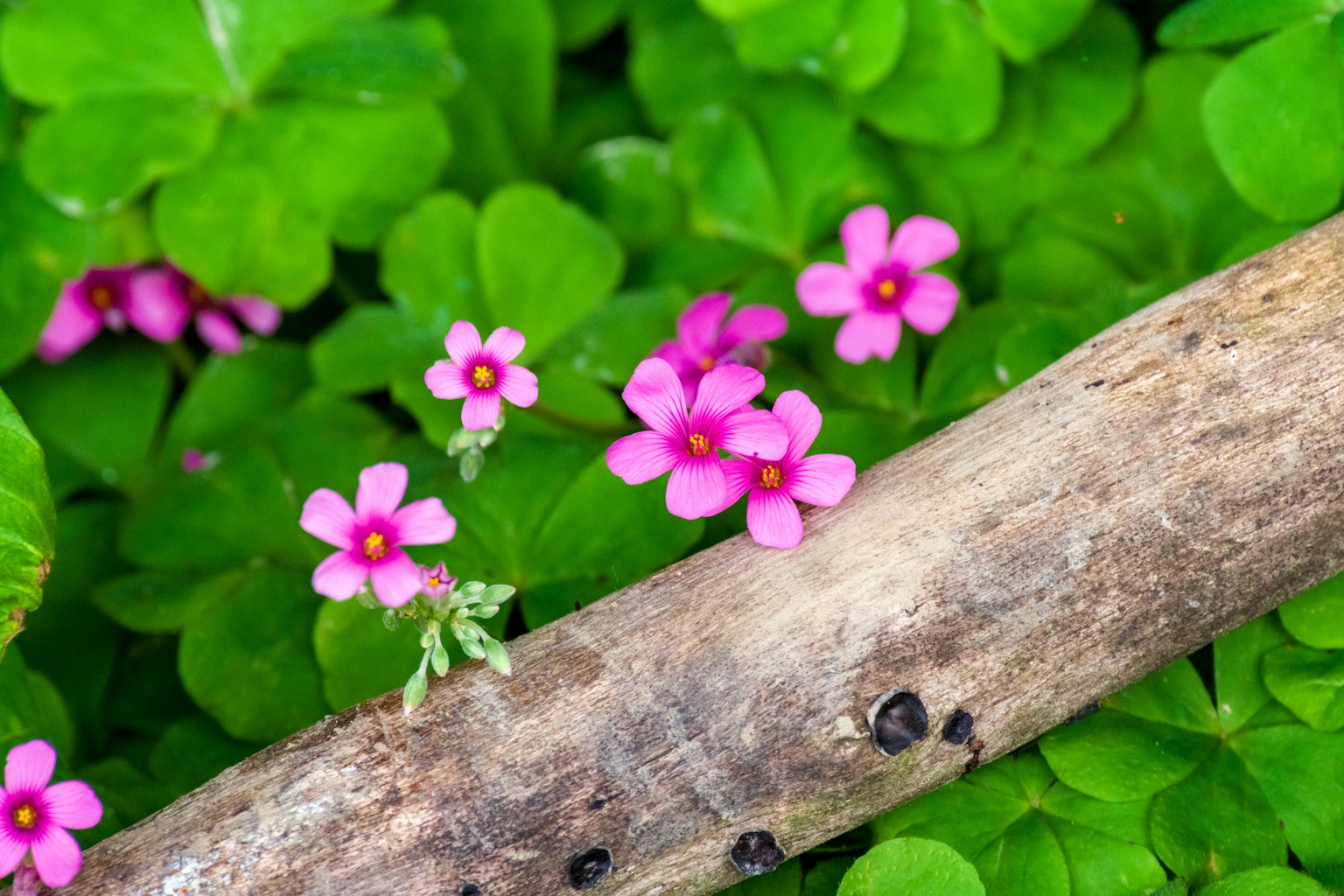 Cảnh có hoa hồng xung quanh lá xanh và một nhánh gỗ